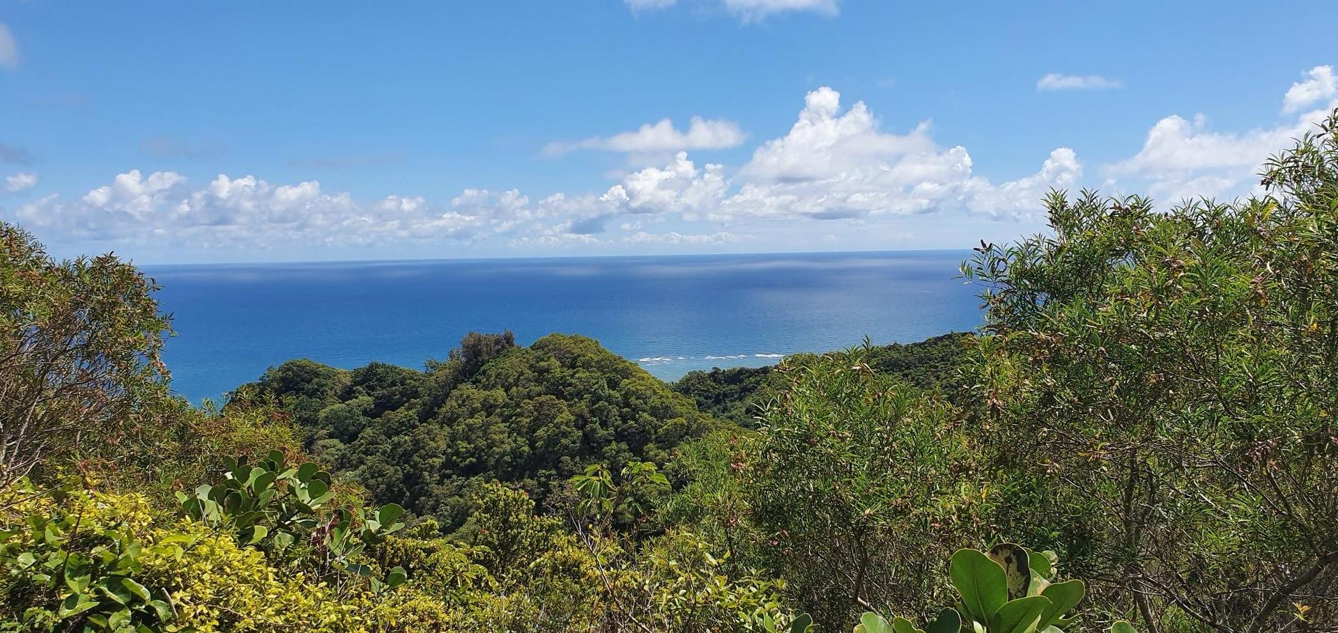Panoramic view of a green forested hillside meeting a vast blue ocean.