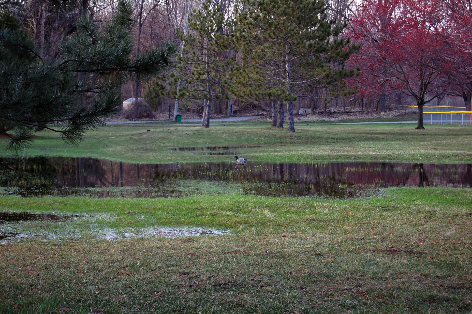 A duck swims in a pond surrounded by green grass and trees at dusk.