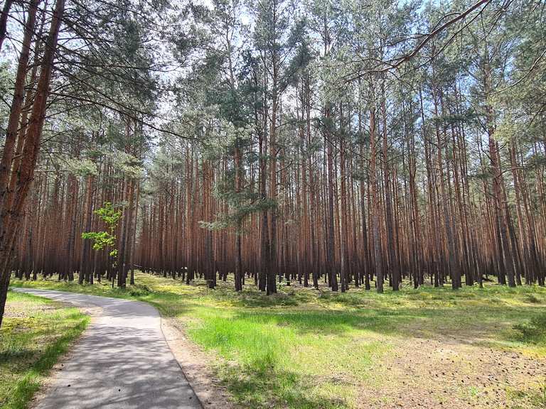 Felixsee – Aussichtsturm Felixsee Runde von premberg / Grodk ...