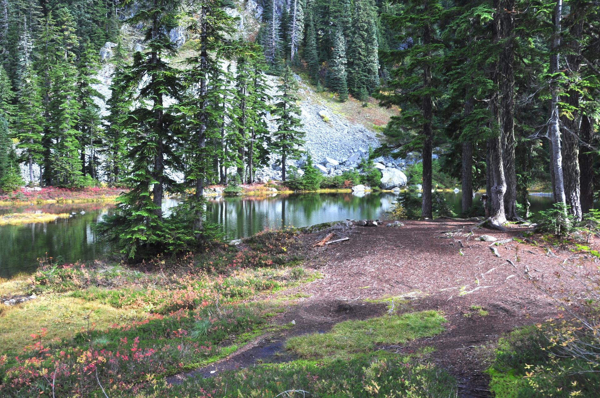 Tranquil forest pond surrounded by mossy ground and dense evergreen trees.