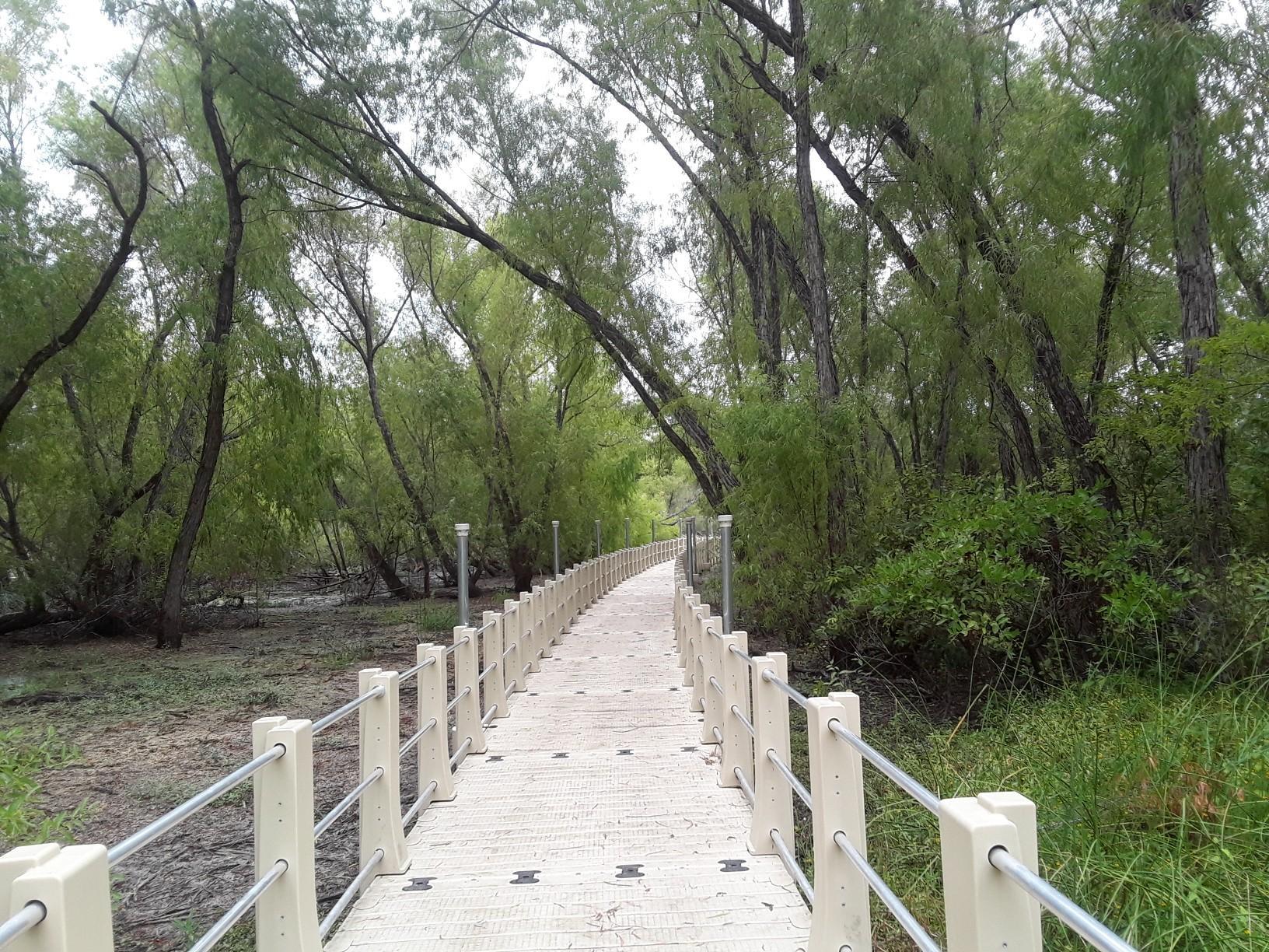 Elevated boardwalk path winding through a dense, green forest canopy.