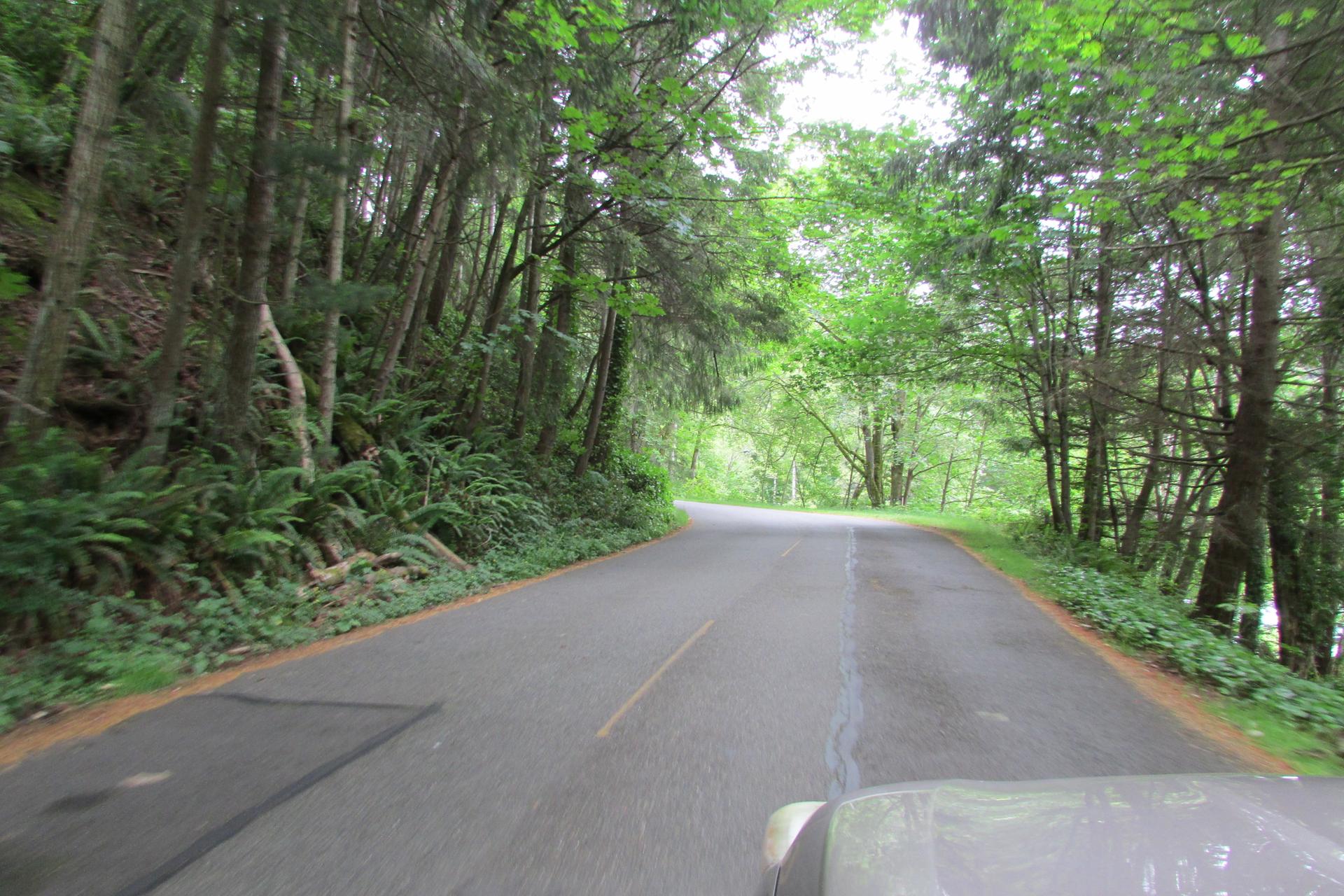 Lush green forest surrounds a winding road under soft, natural light.