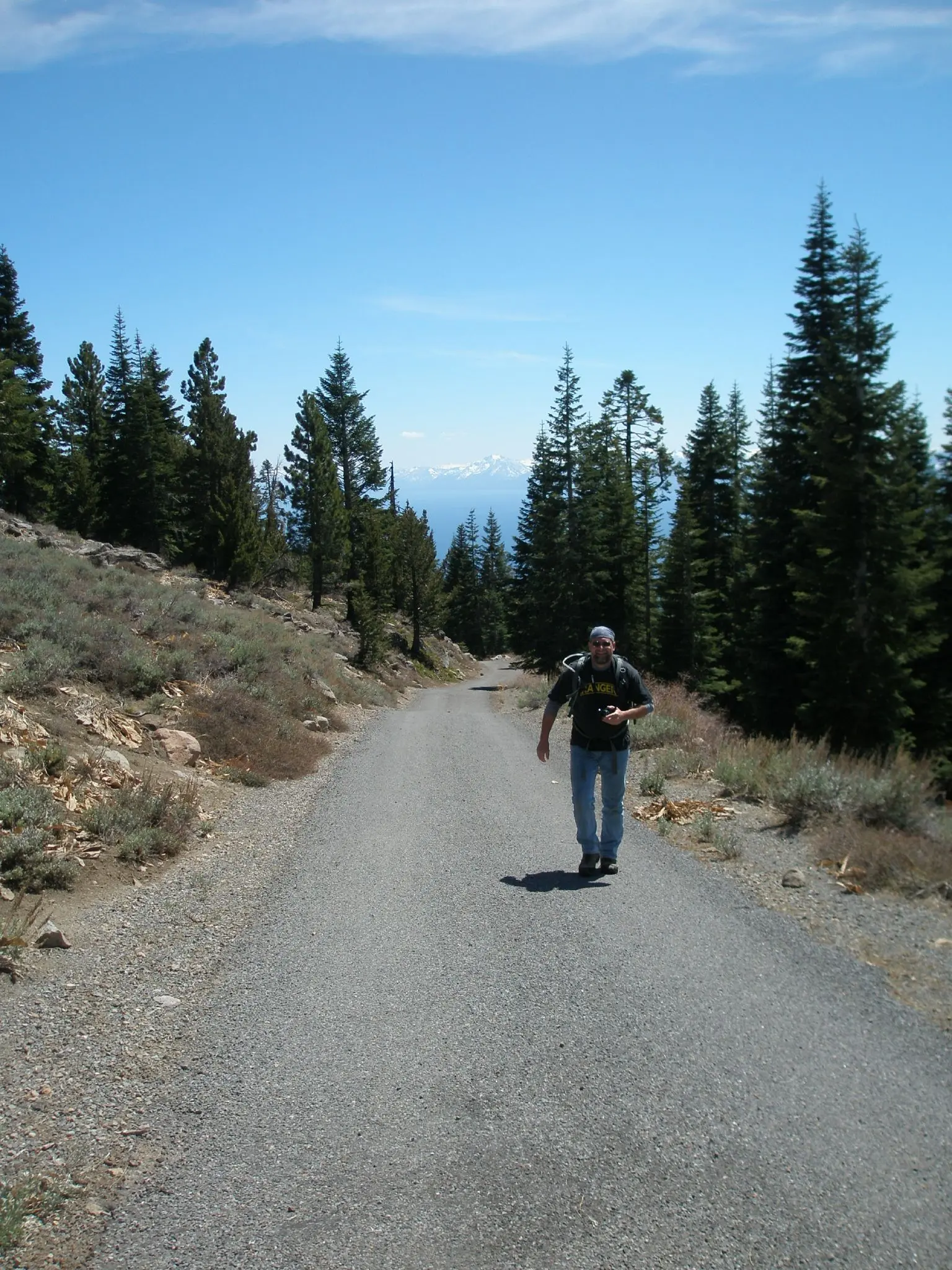 A man walks uphill on a dirt road through a sunny pine forest.