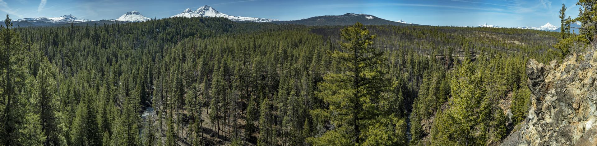 Panoramic view of a vast pine forest with distant snow-capped mountains under a clear sky.