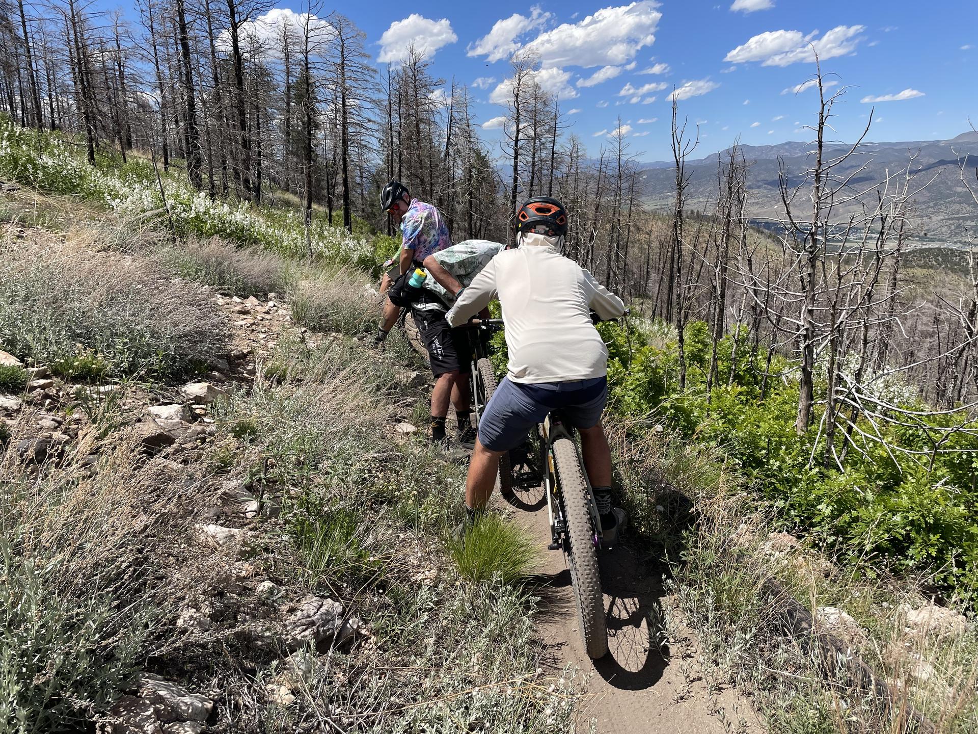 Two people mountain biking on a narrow trail through a forest of burnt trees.