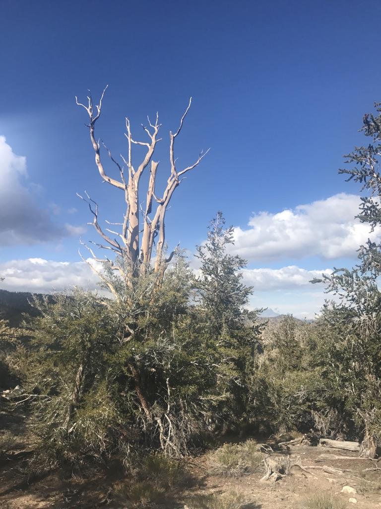 A tall, gnarled dead tree stands among green pines under a partly cloudy sky.