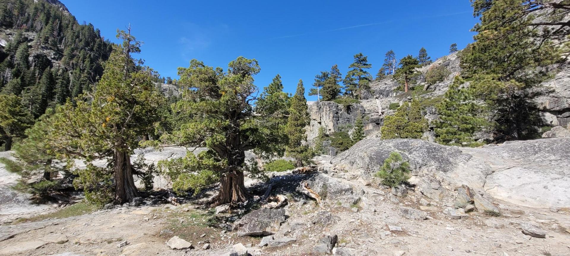 Rocky terrain with scattered pine trees and shrubs under a clear blue sky.