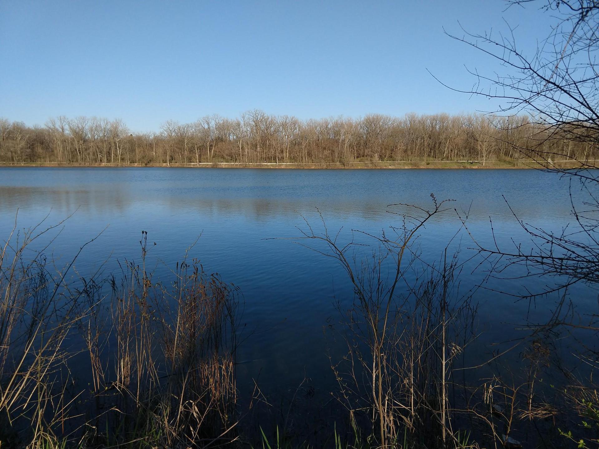 Calm blue lake with bare trees and foreground reeds under clear sky.