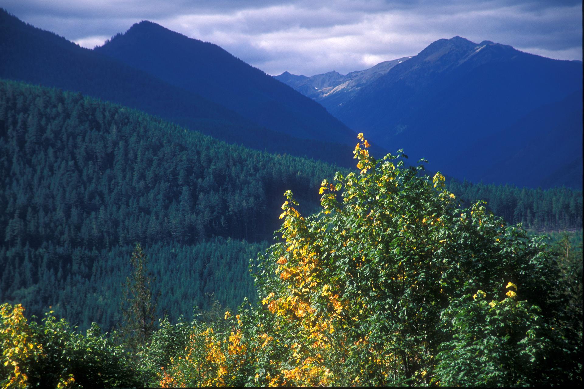 Overcast mountain landscape with dense forest and bright yellow autumn trees.