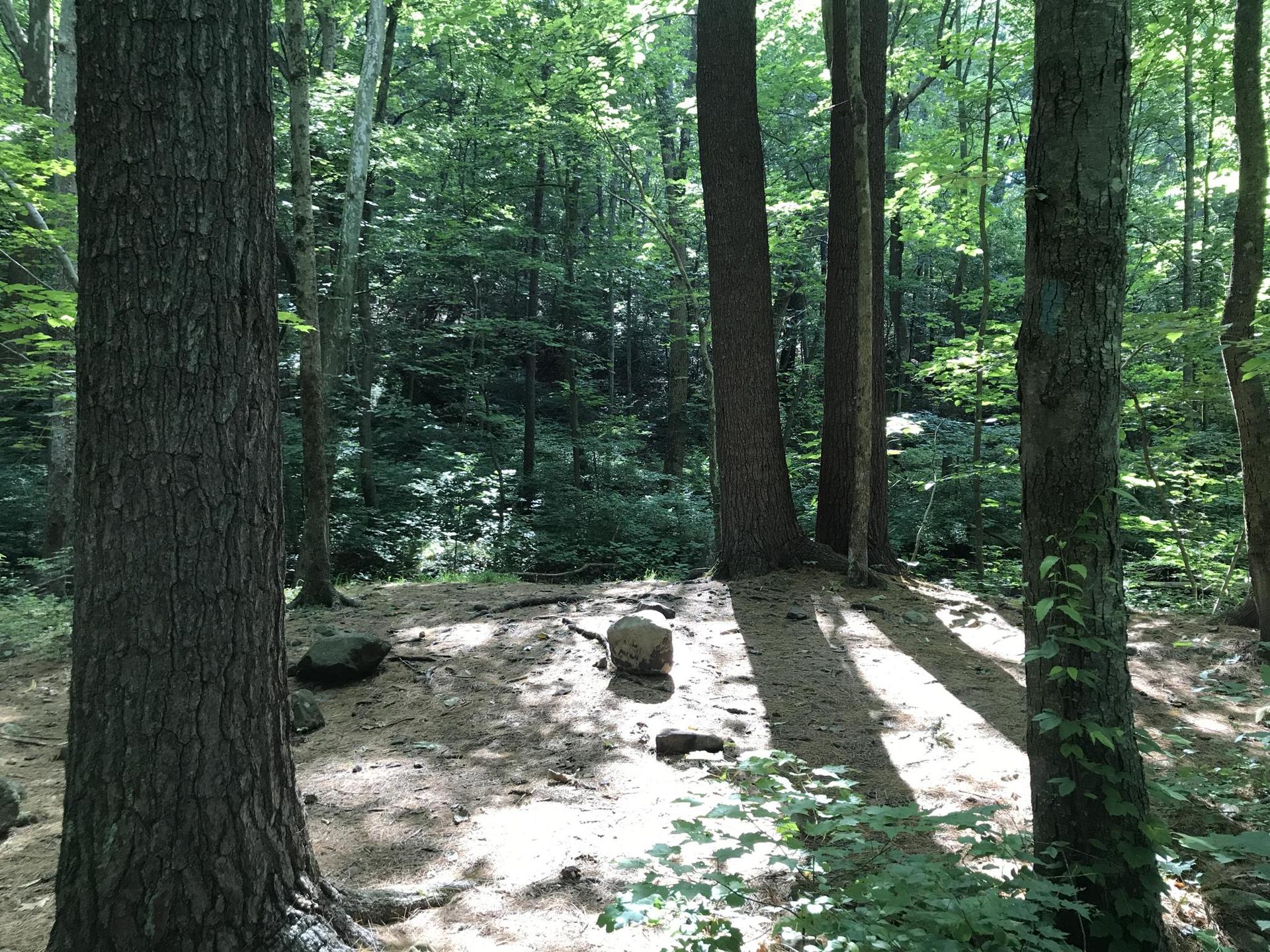 A sun-dappled clearing in a dense forest surrounded by tall trees.