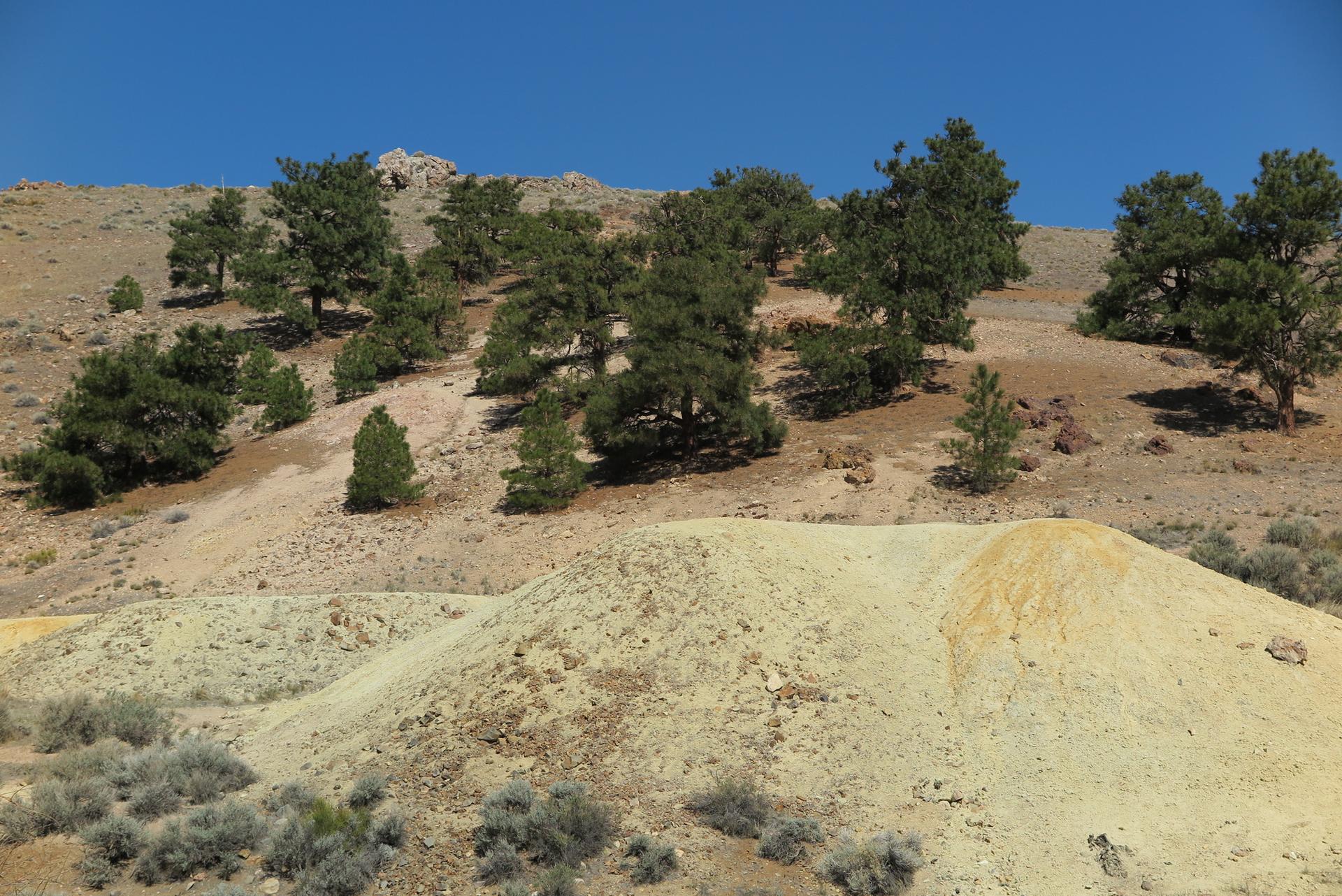 Arid hillside with scattered pine trees and a yellow dirt mound under clear sky.