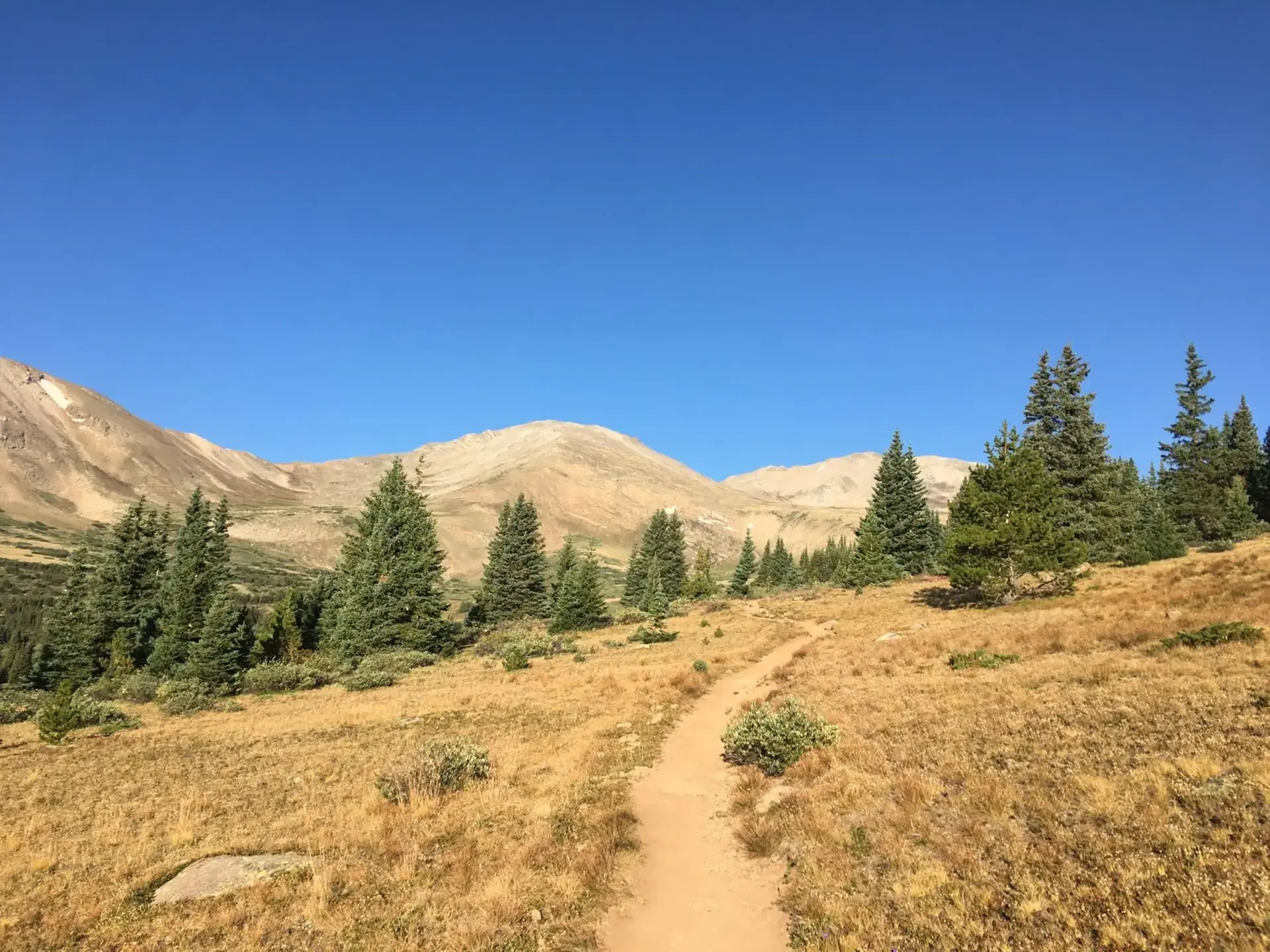 A dirt path winds through golden grass and pine trees under a clear blue sky.
