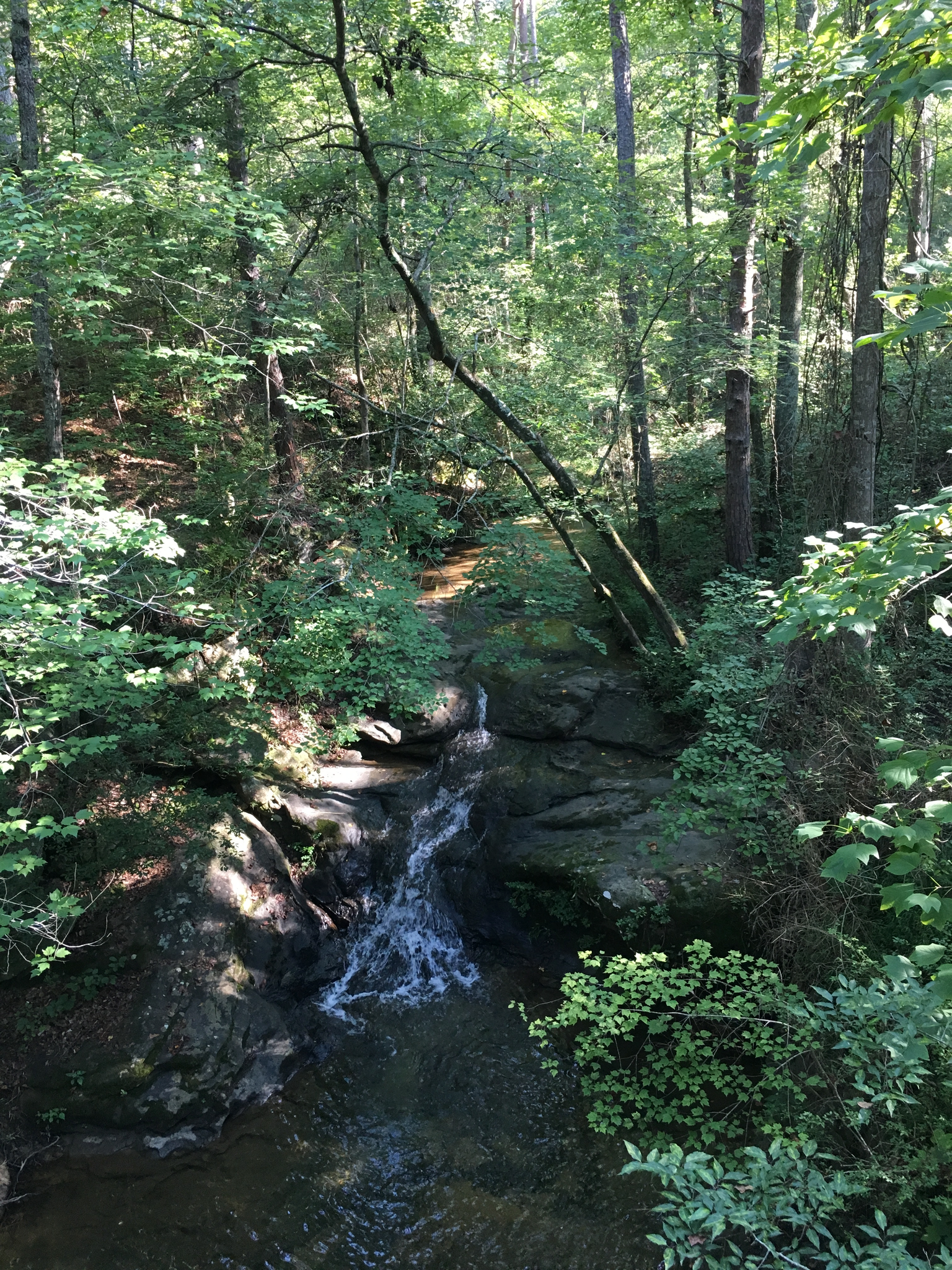 A small waterfall cascades through a lush, green, sun-dappled forest.