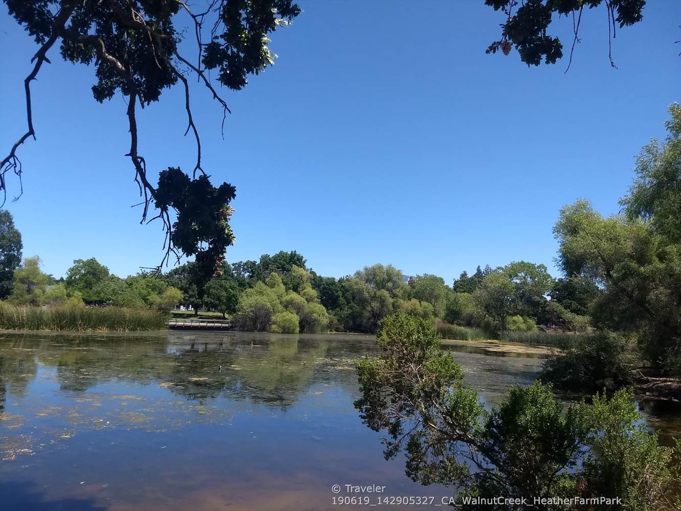 A tranquil lake with green foliage, framed by dark tree branches, clear sky.