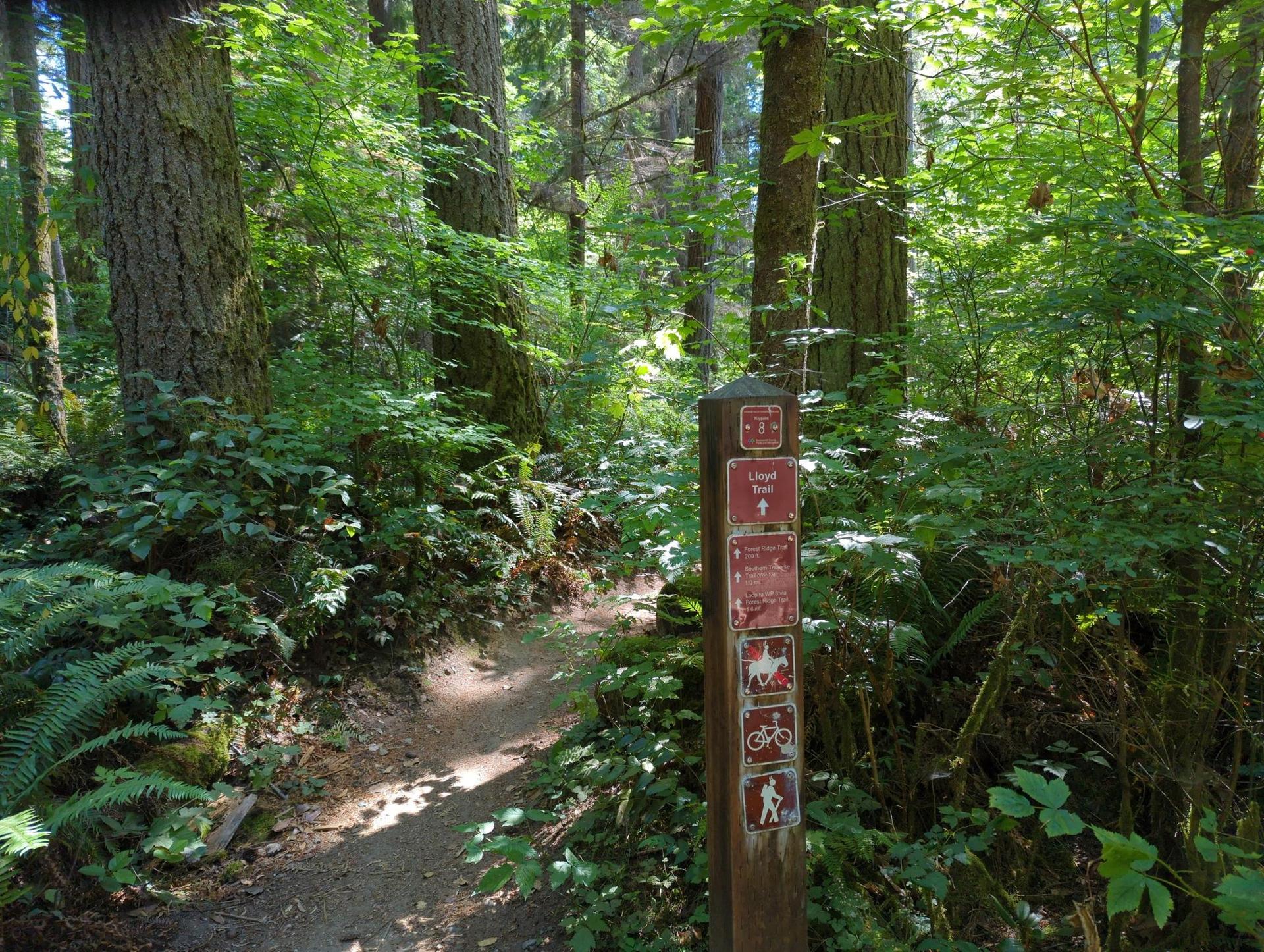 Dirt trail in a lush forest with a wooden signpost, dappled sunlight.