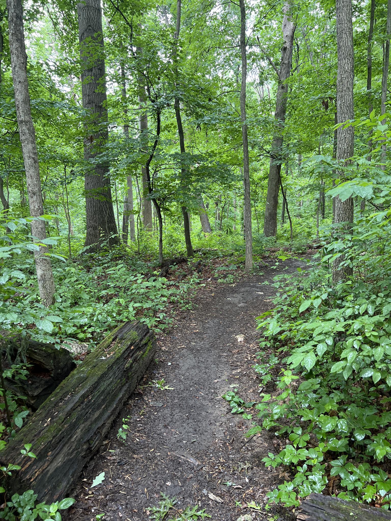 A winding dirt path through a dense, green forest with a fallen log.