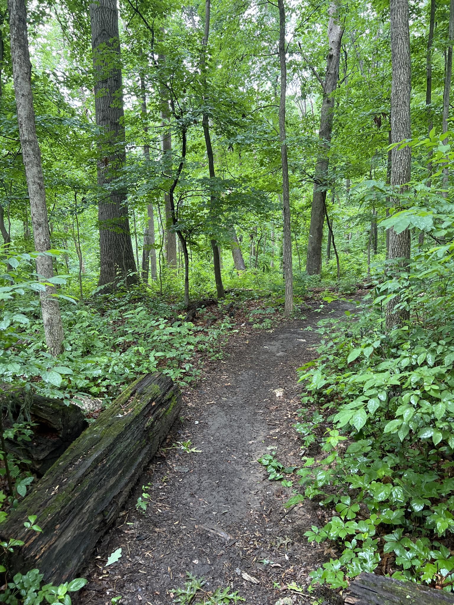 A winding dirt path through a dense, green forest with a fallen log. - Hiking loop from Beth Sholom Congregation and Talmud Torah