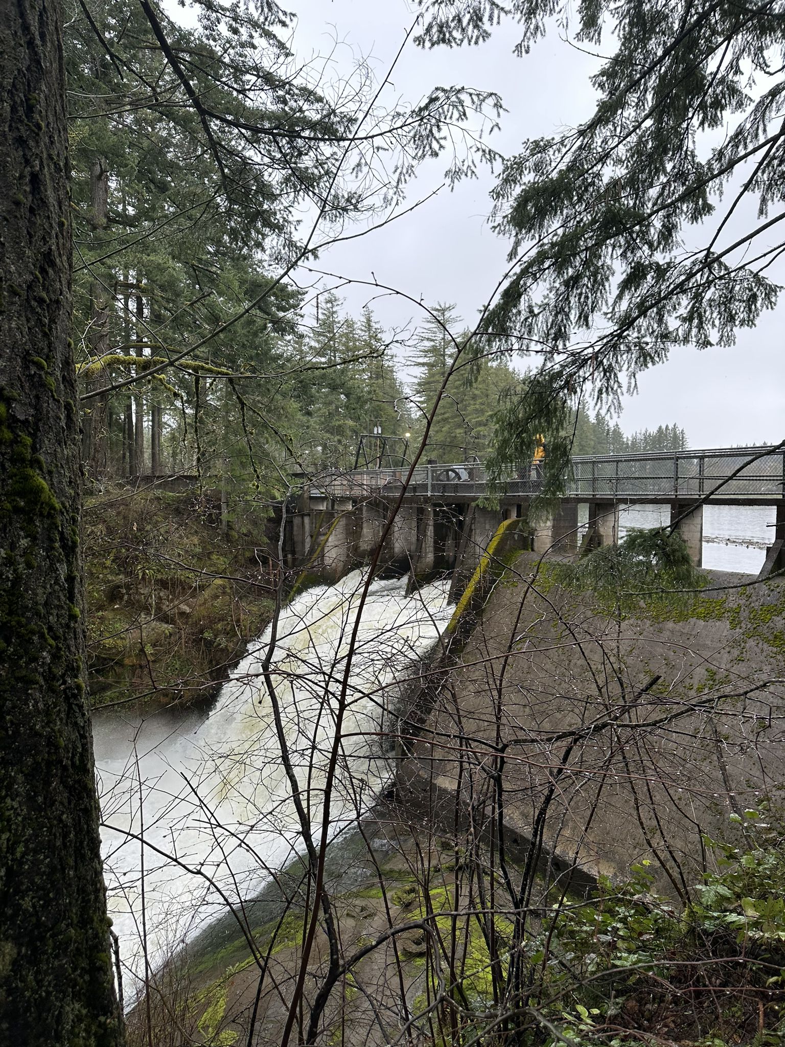 A dam with rushing white water, a bridge, and dense forest on an overcast day. - Lacamas Park Trails Loop
