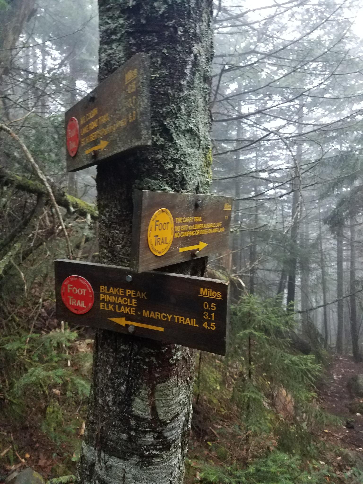 Wooden trail signs on a tree in a misty, dense forest.