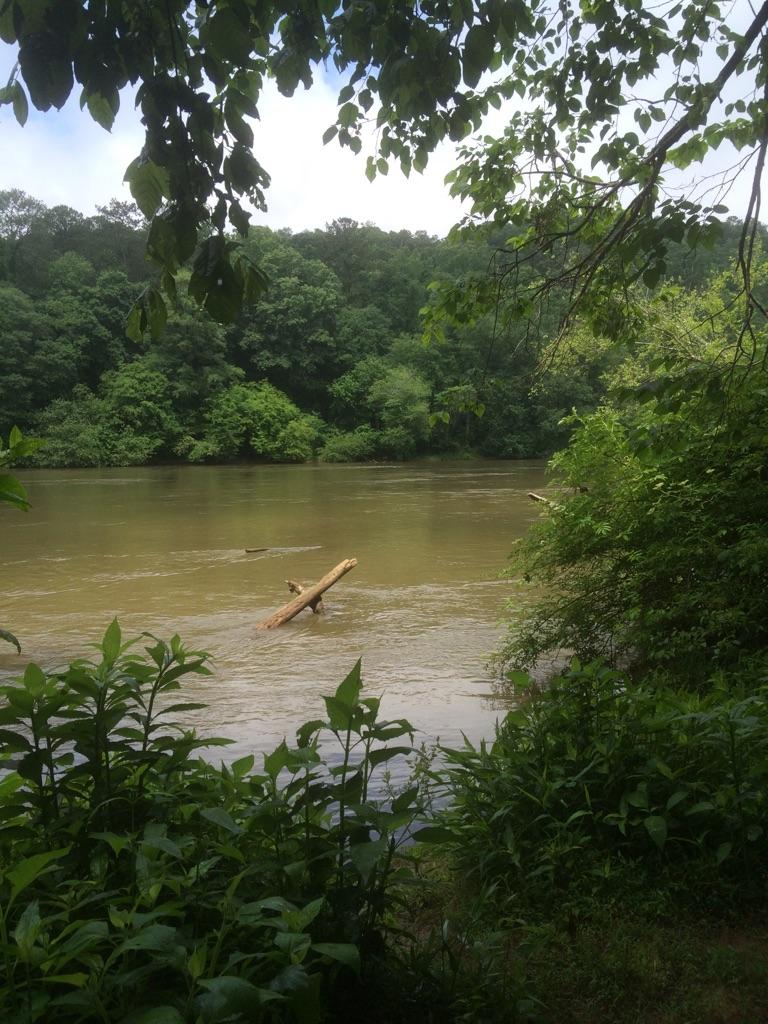 A muddy river with a floating log, framed by lush green trees and foliage.