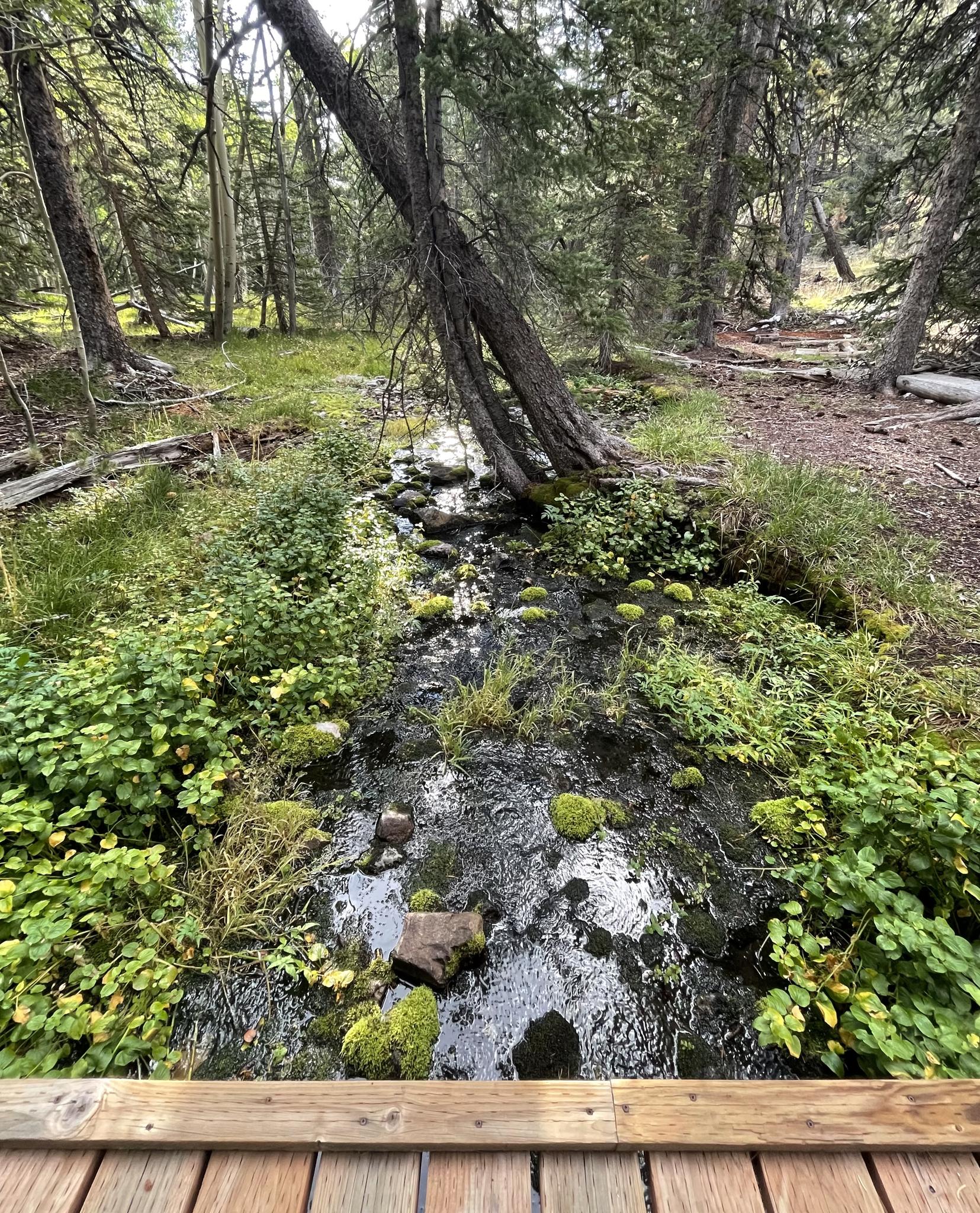 A small, mossy stream flows through a shaded forest, viewed from a bridge.
