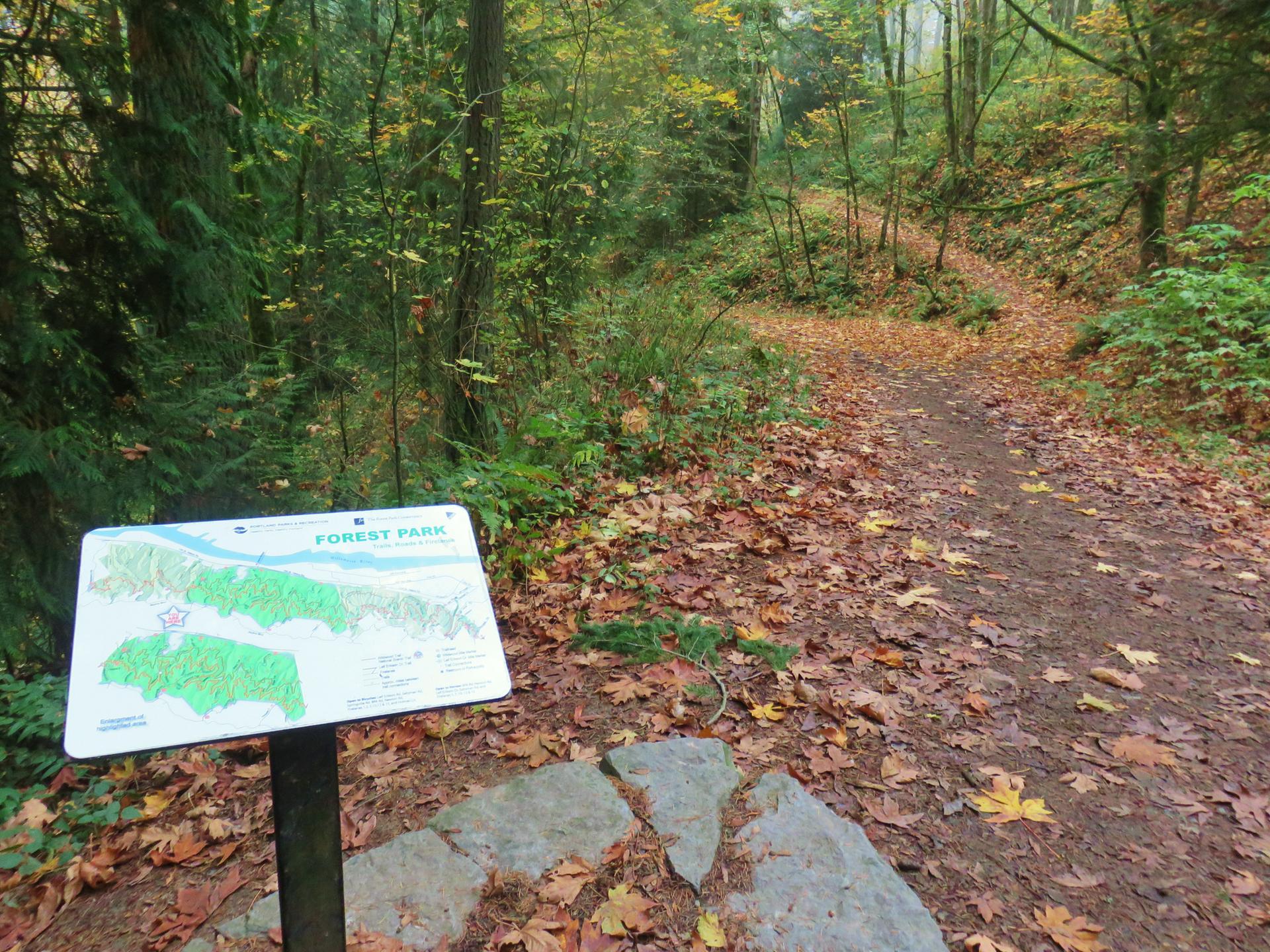 Trail map sign beside a leaf-strewn path in a dense forest.
