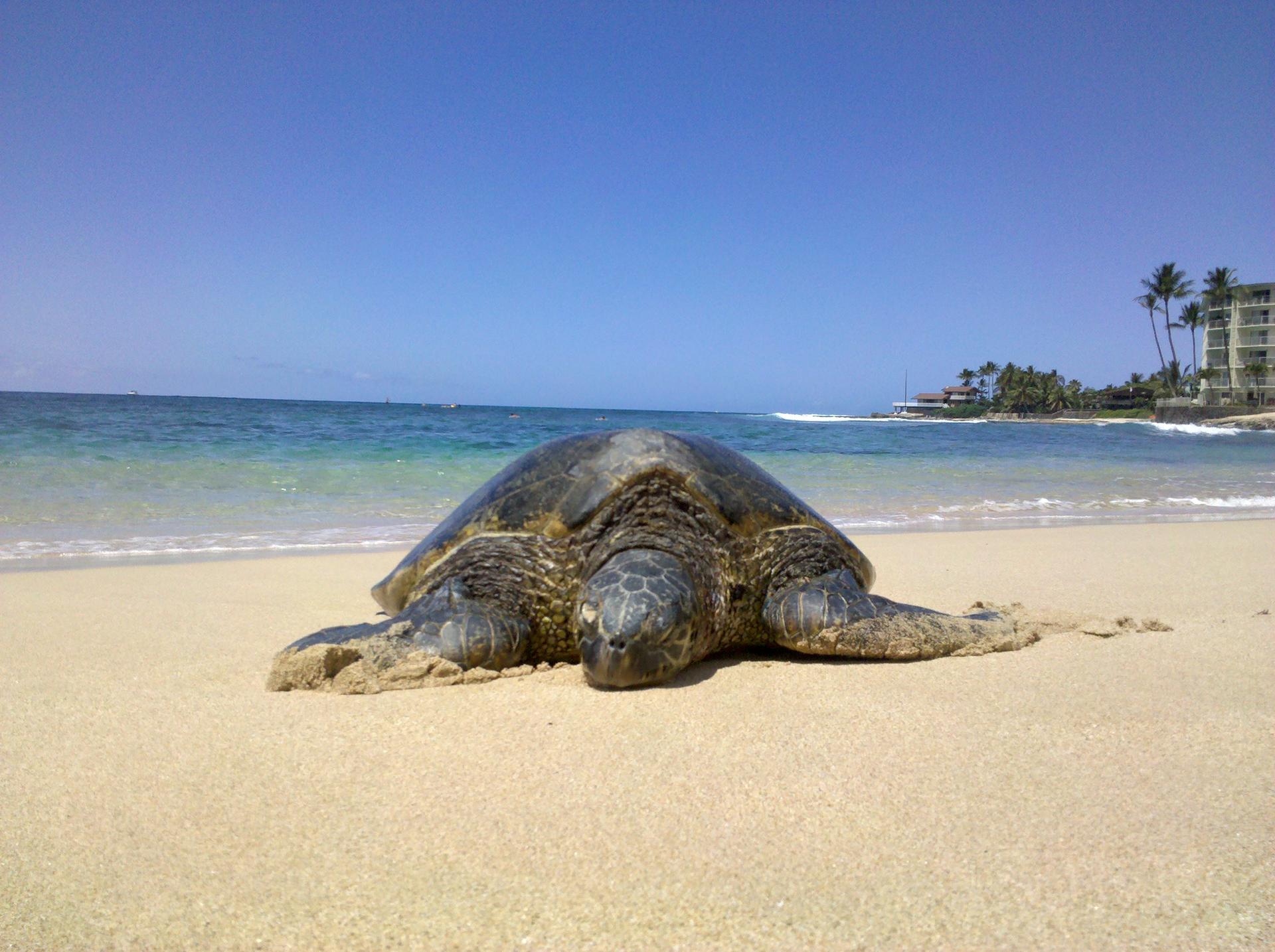 A large sea turtle rests on a sunny sandy beach near the ocean.