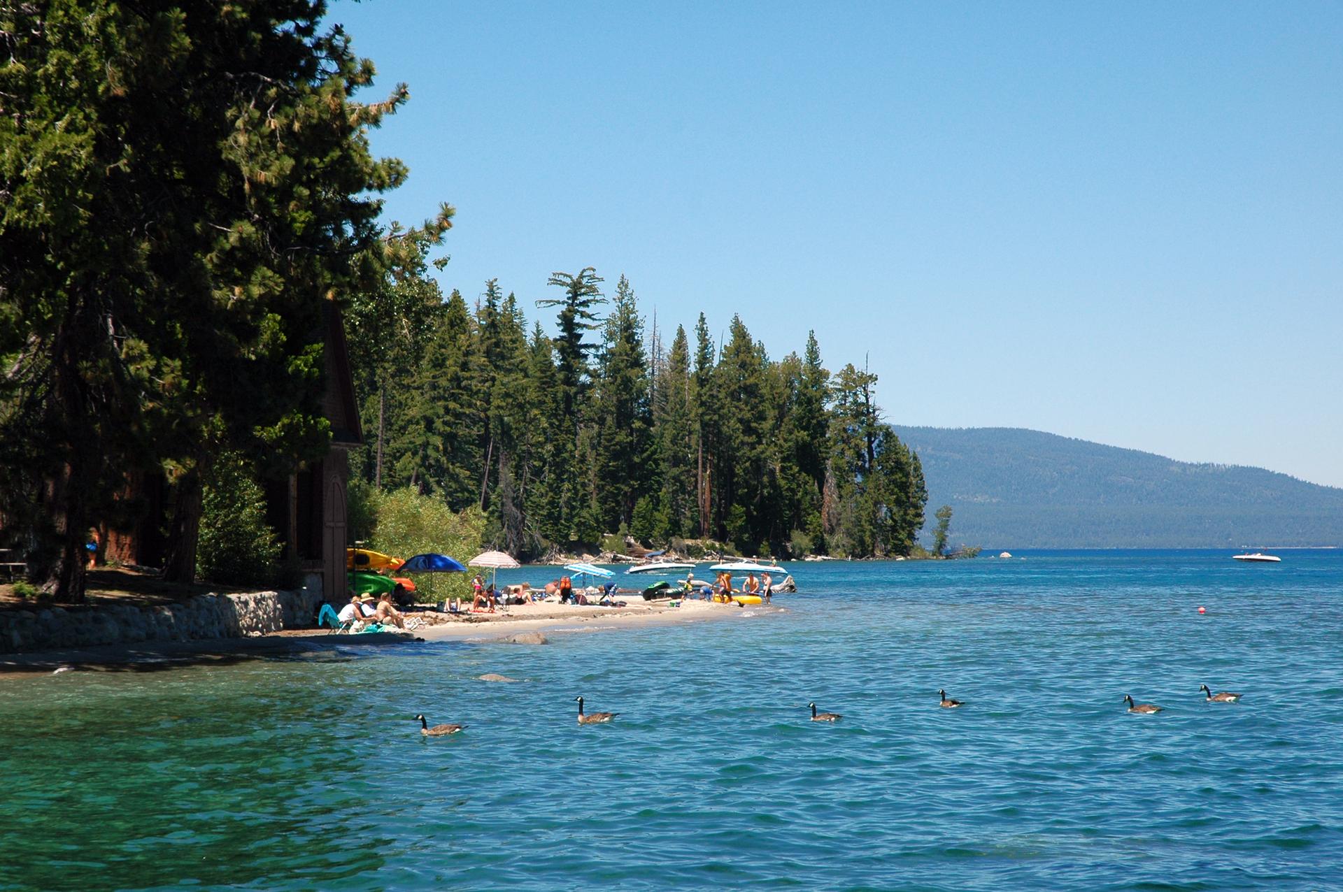 Sunny beach with people, ducks, and pine trees by a blue lake.