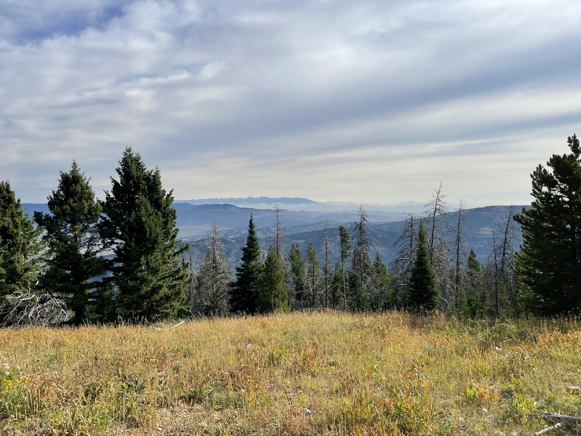 Overcast mountain landscape with pine trees and a golden grassy foreground.