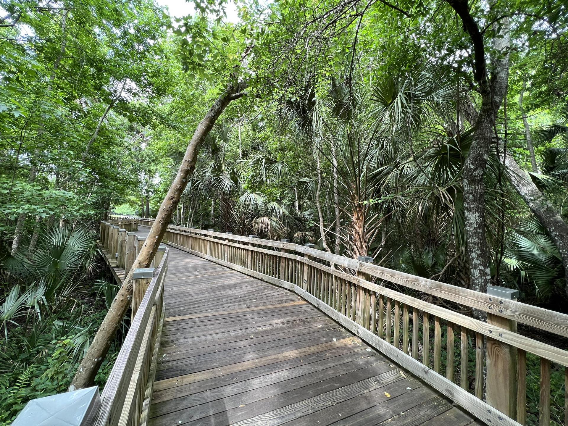 A wooden boardwalk curves through a lush, green, tropical forest.