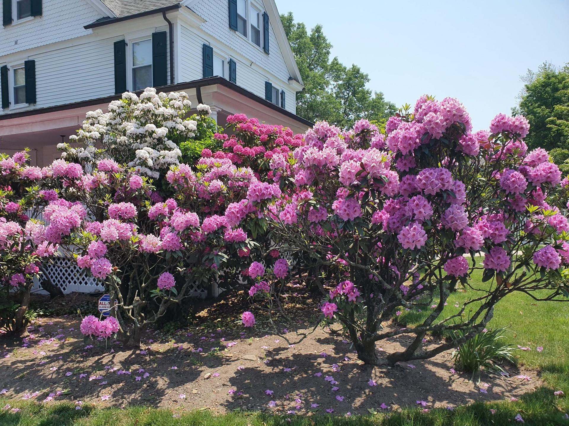 Vibrant pink and white rhododendron bushes bloom in front of a house.