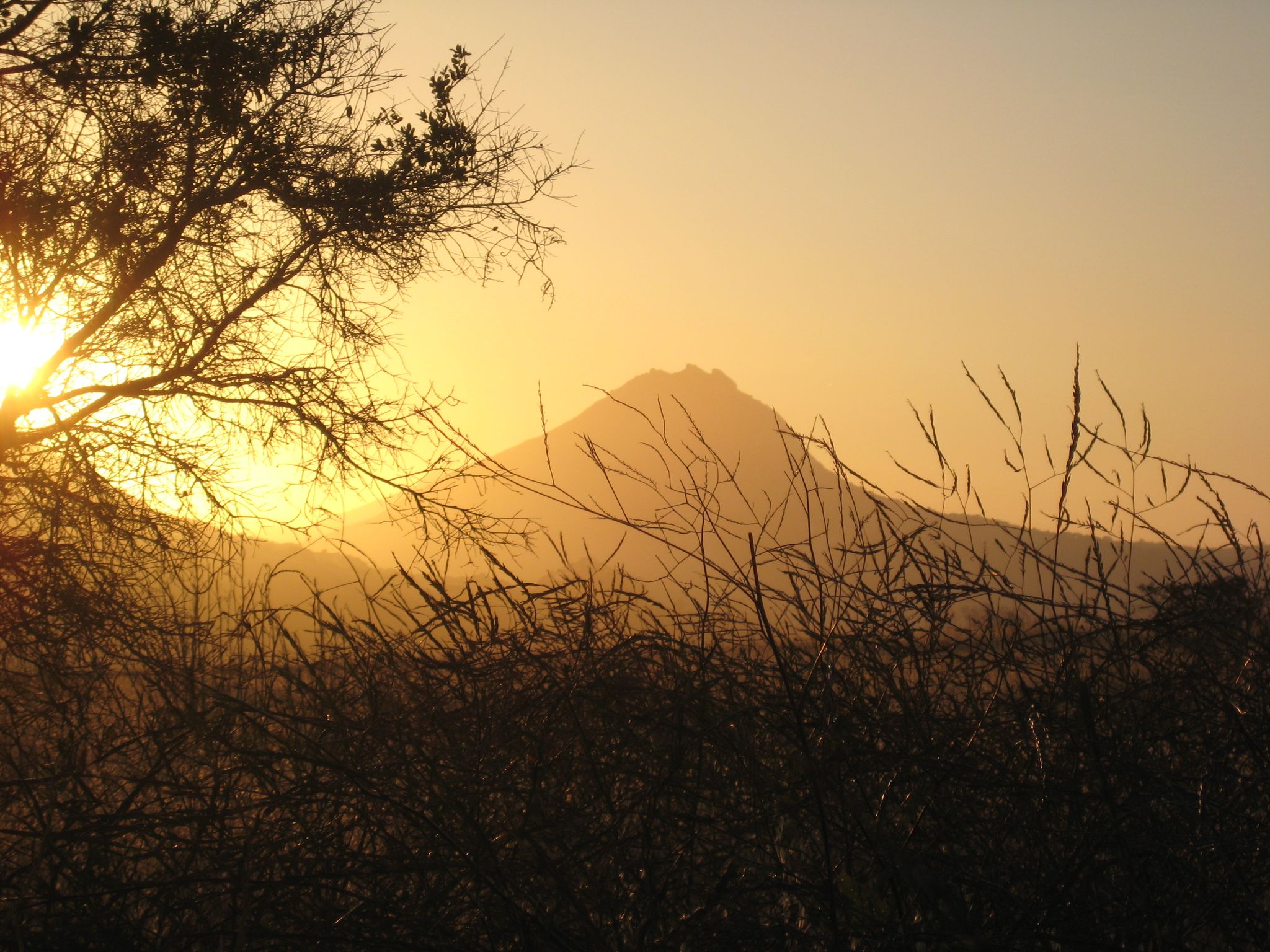 Silhouetted trees and brush against a golden sunset over mountains. - Terrace Hill Trail