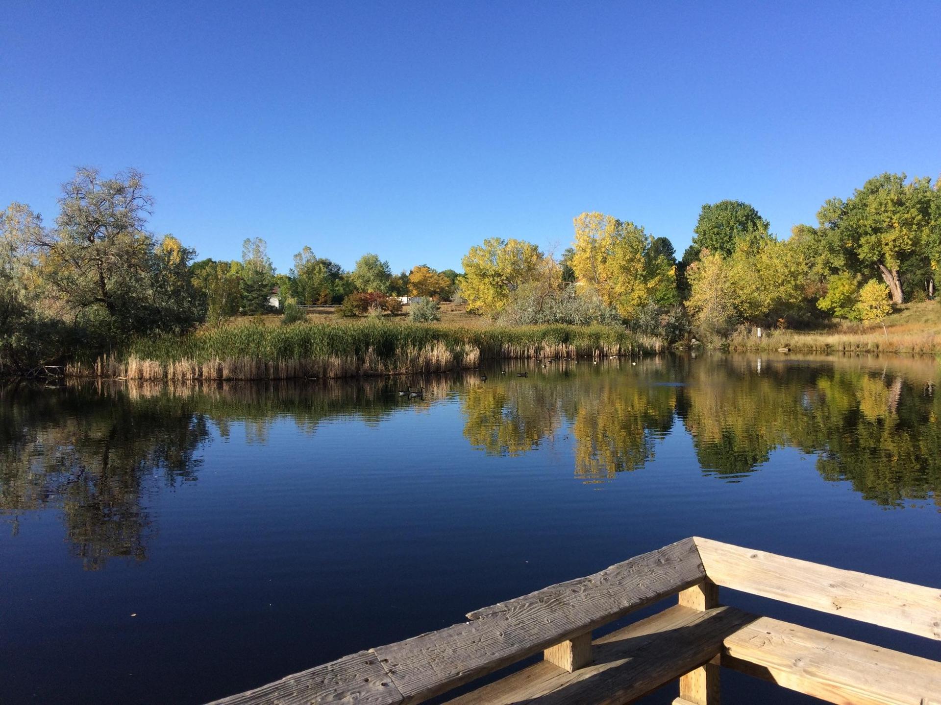 Serene lake reflecting autumn trees and reeds under a clear blue sky.