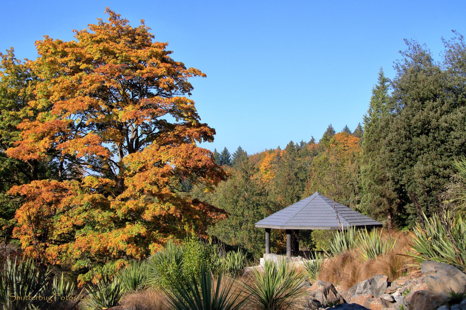 Bright orange autumn tree and a gazebo under a clear blue sky.