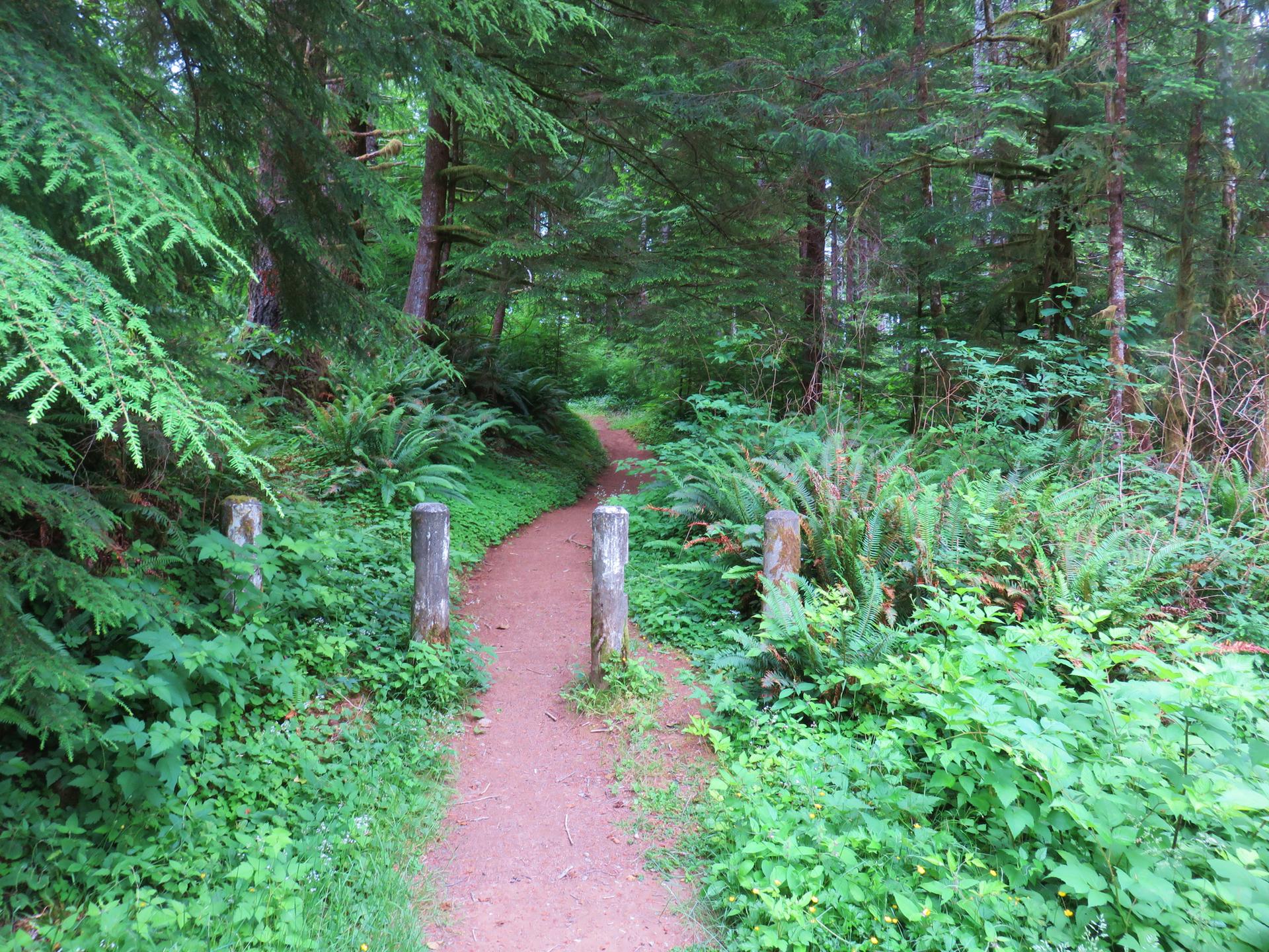 A winding dirt path through a dense, lush green forest under soft light.