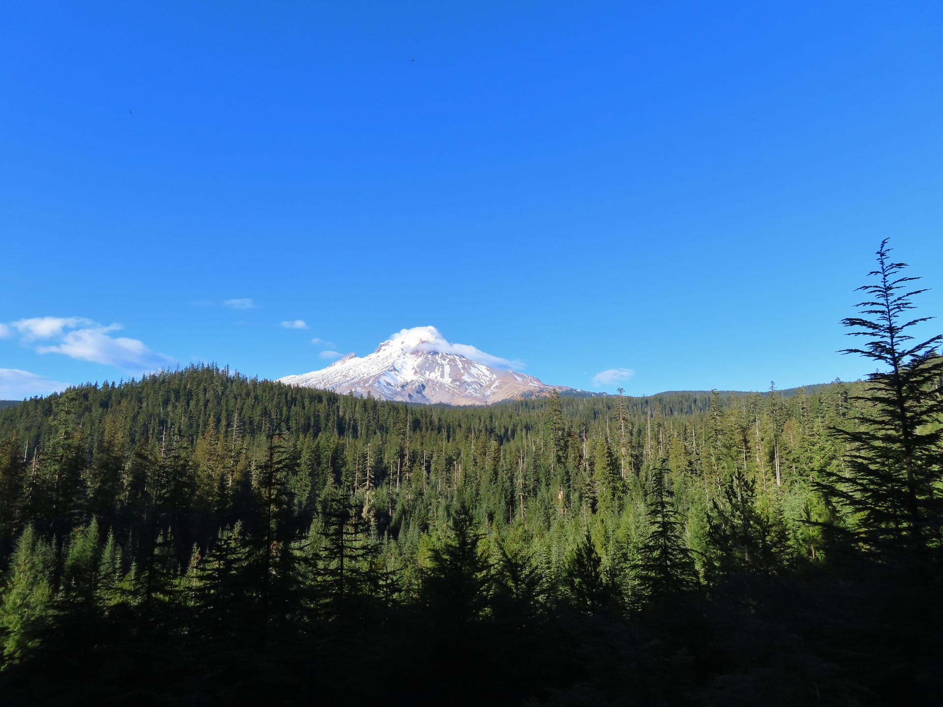 A snow-capped mountain peak rises above a dense evergreen forest under a clear blue sky.