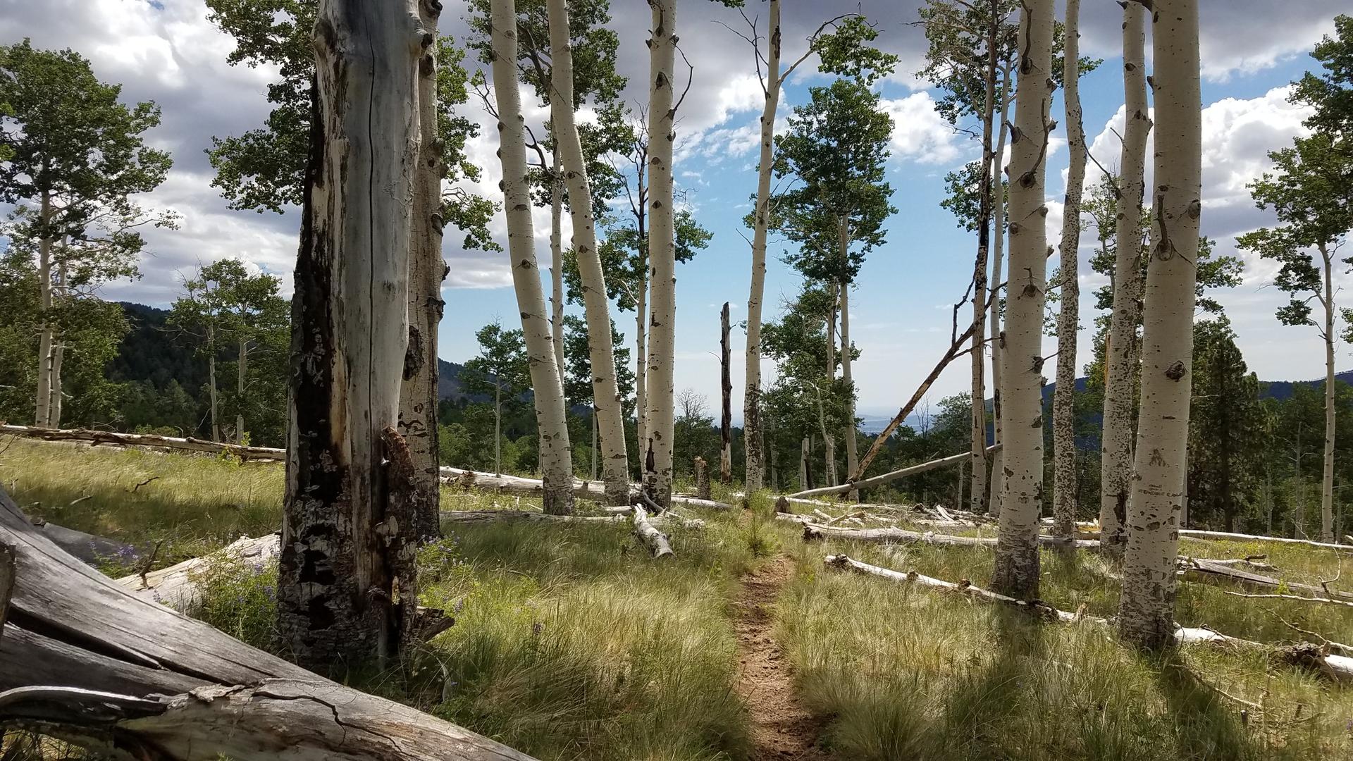 Narrow dirt path winding through a sunlit forest of tall aspen trees.