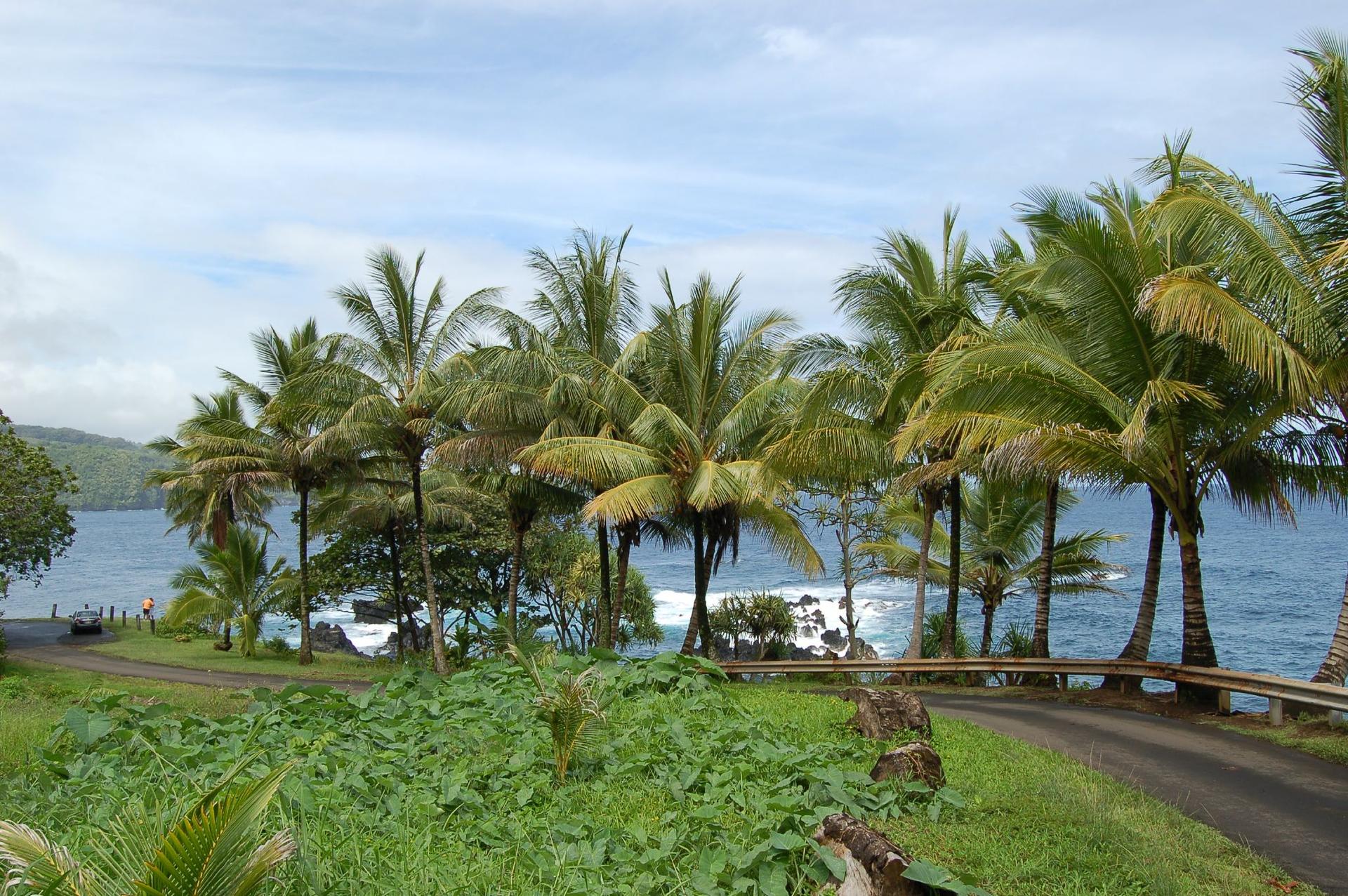 Lush palm trees and green foliage line a winding road beside a blue ocean.