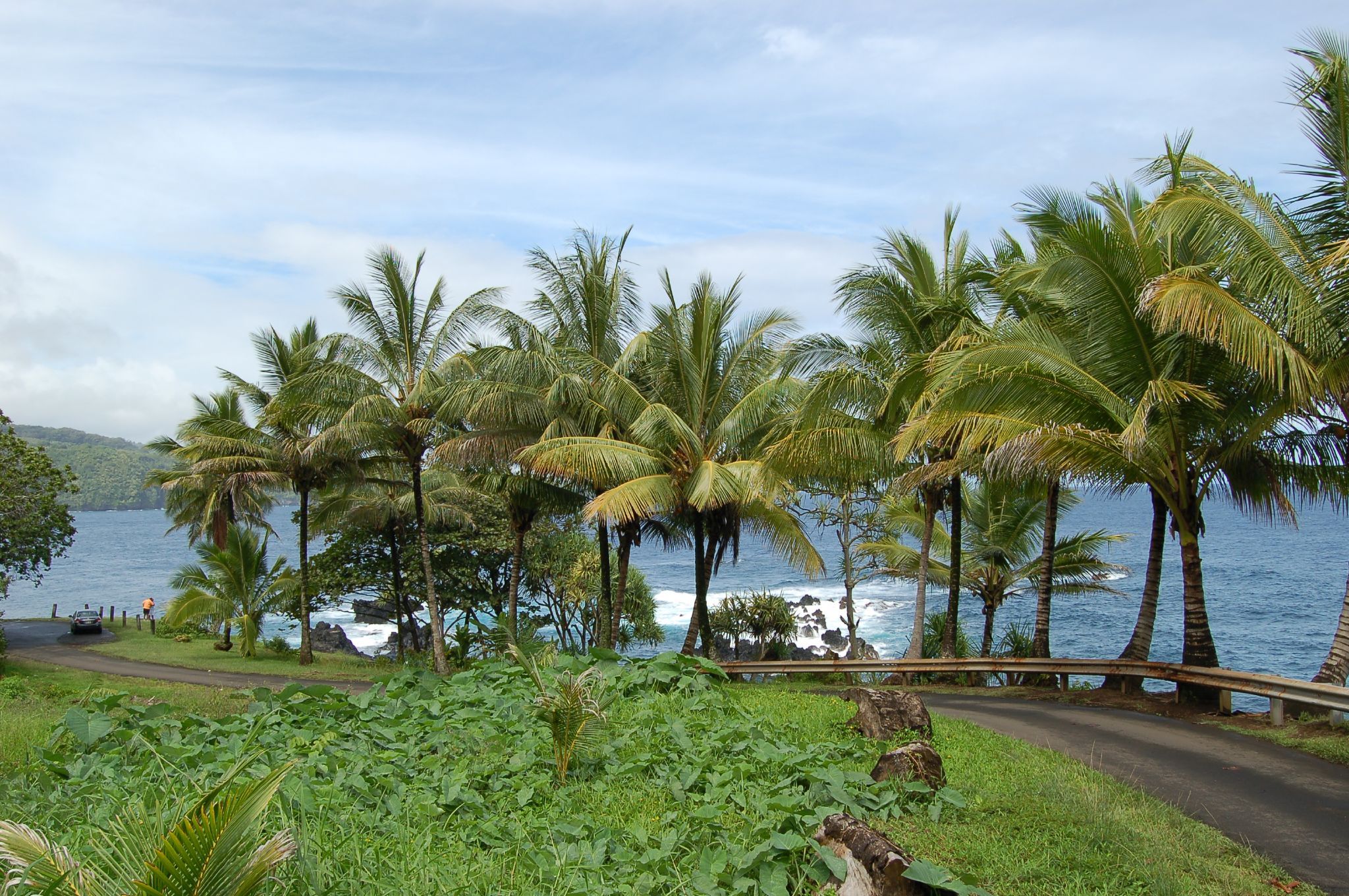 Lush palm trees and green foliage line a winding road beside a blue ocean. - Nahiku Road Loop