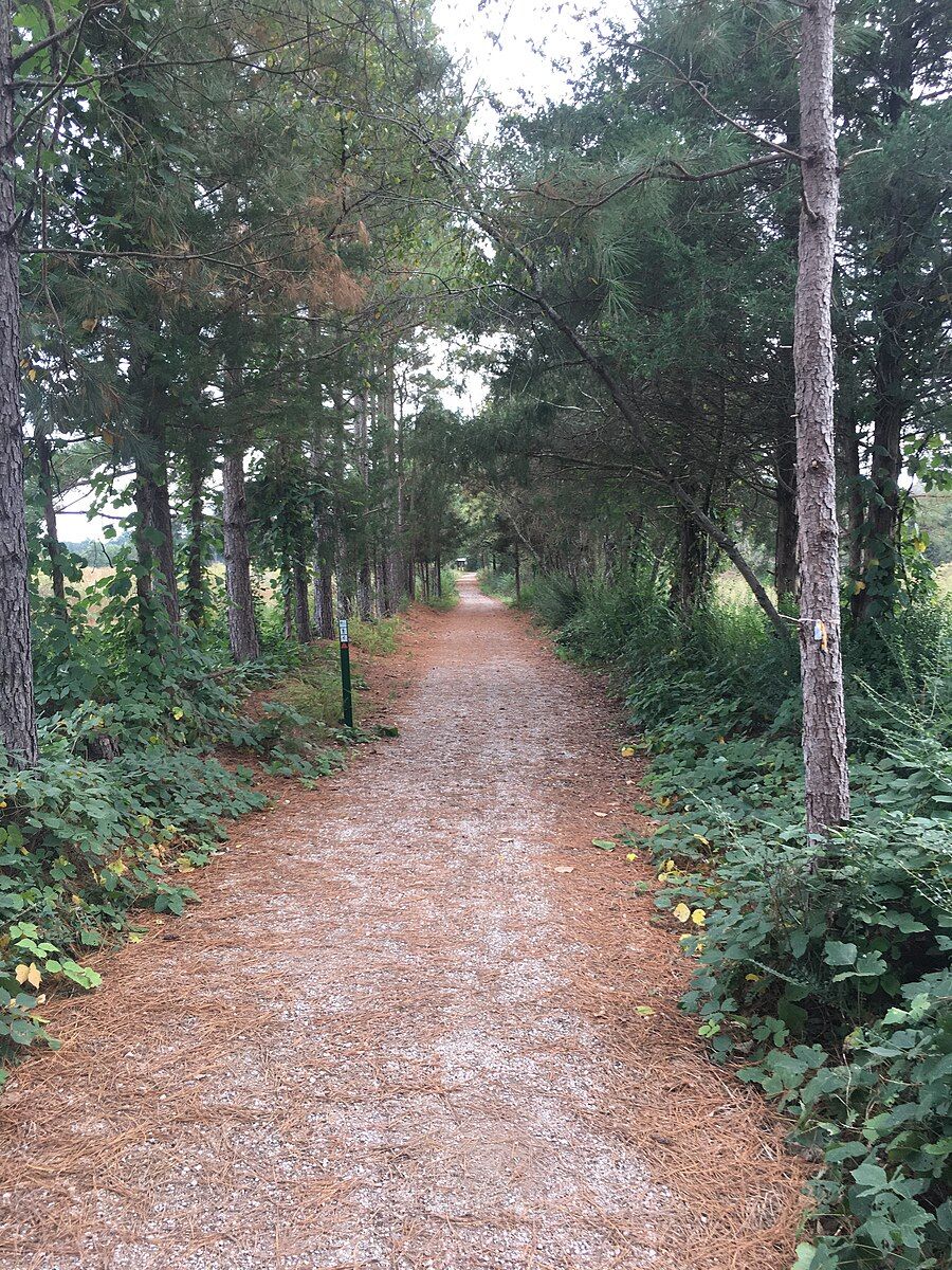 A narrow dirt path lined by tall trees and green undergrowth. - North Pond – Switchback Trail loop from Williamson Preserve and Nature Trails