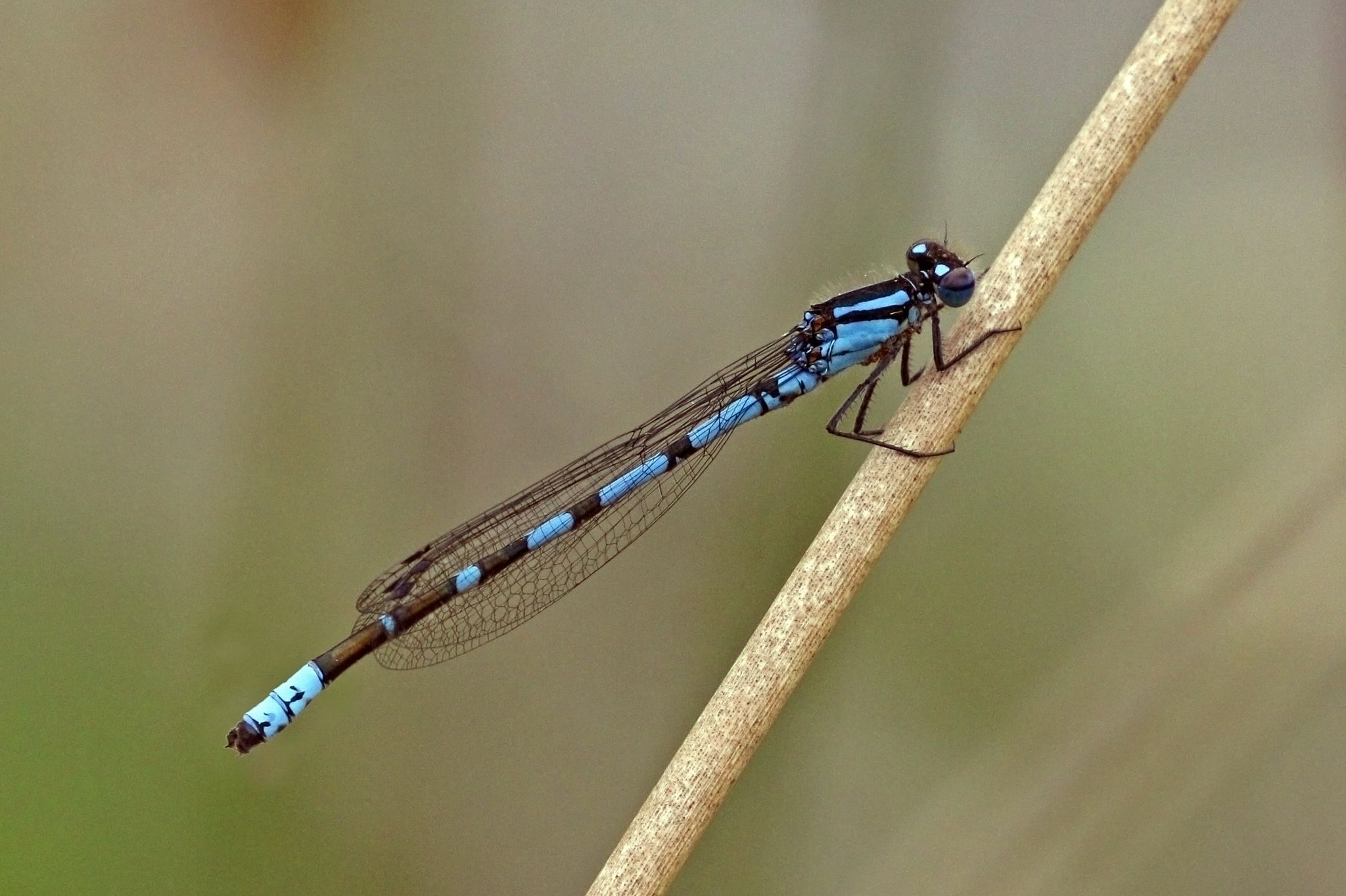 Close-up of a blue and black damselfly resting on a brown stem. - Clapp's Pond Loop