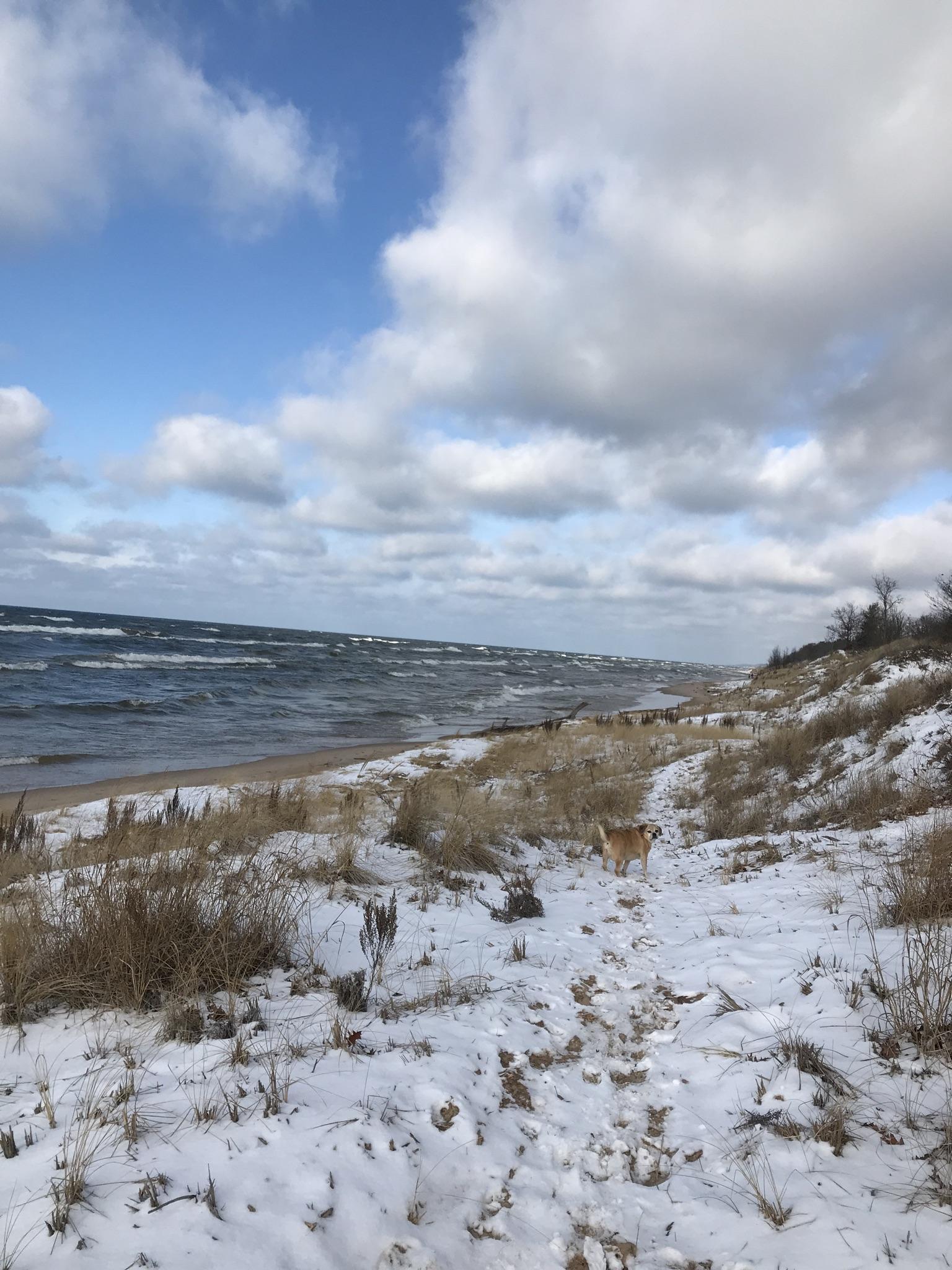 A dog on a snowy beach with rough water and a cloudy sky.