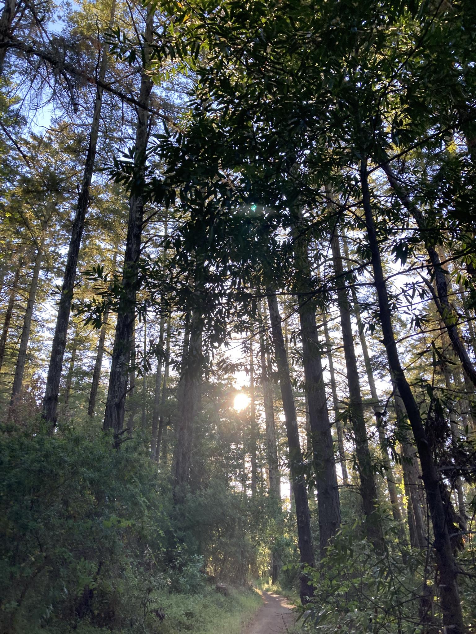 Sunburst through tall forest trees illuminating a dirt path below.