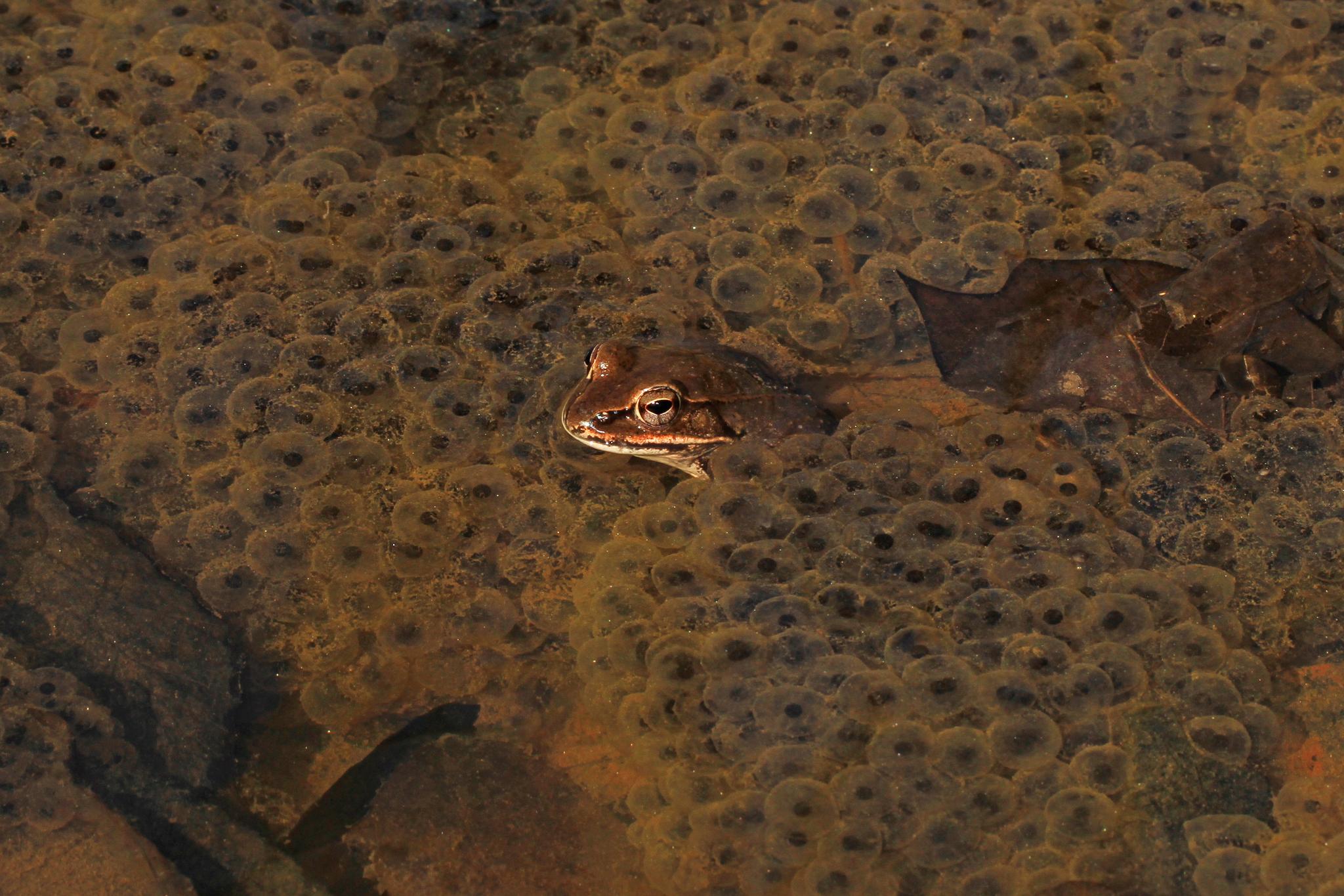 A brown frog partially submerged in water, surrounded by numerous frogspawn.