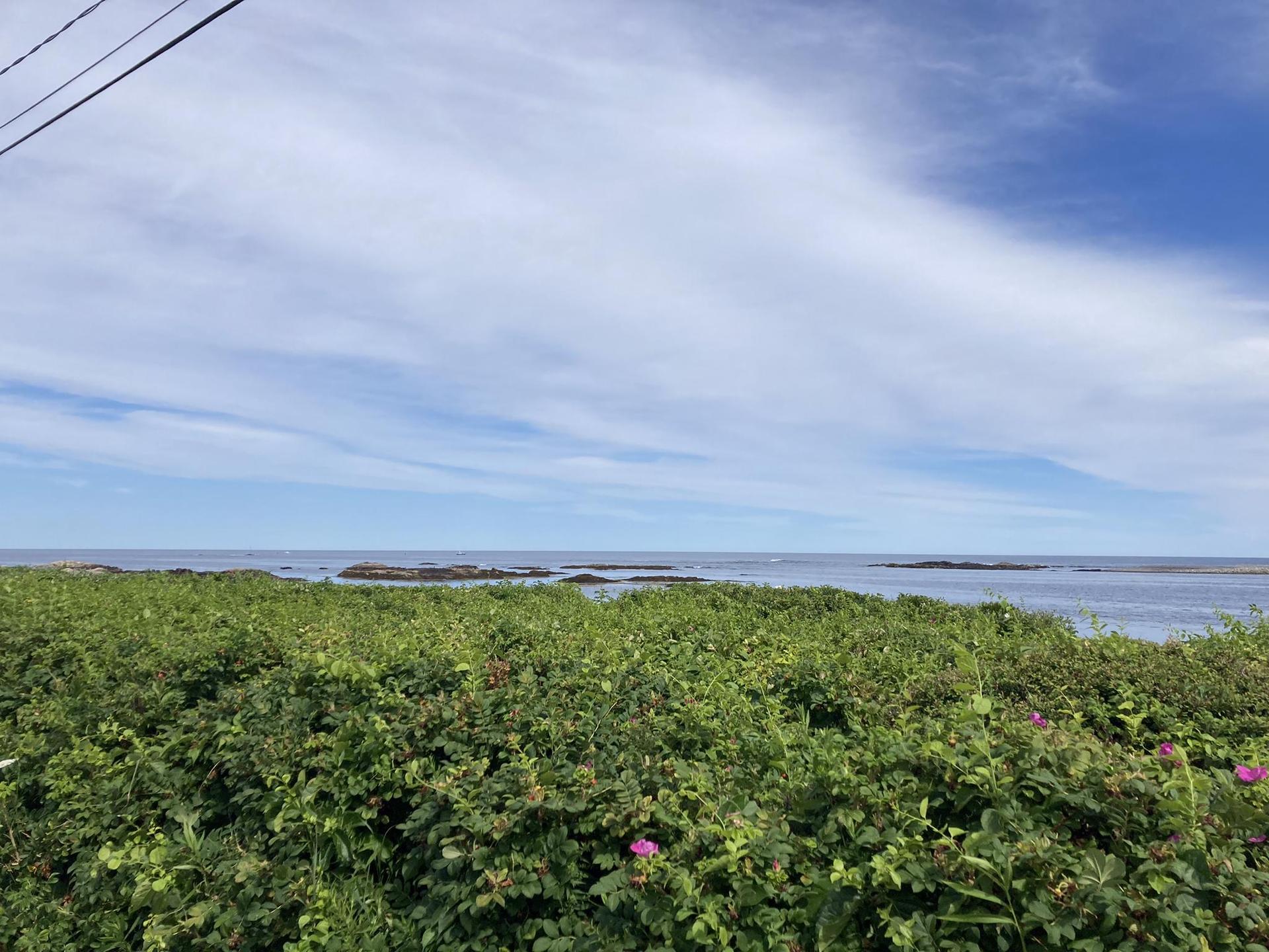 Lush green coastal bushes with ocean and rocky outcrops under a bright sky.
