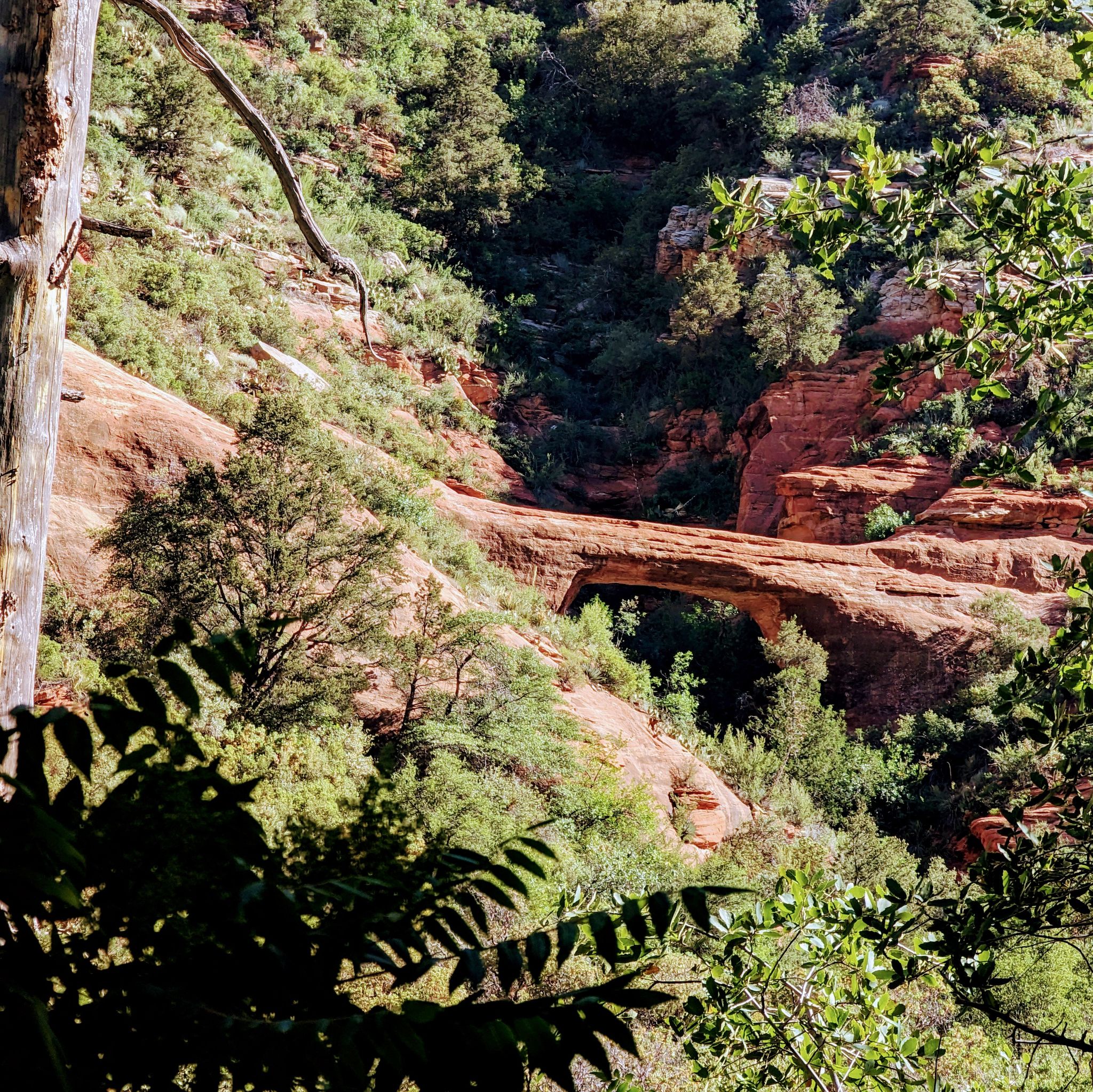 A natural rock arch spans a lush canyon under bright daylight. - Vultee Arch Trail