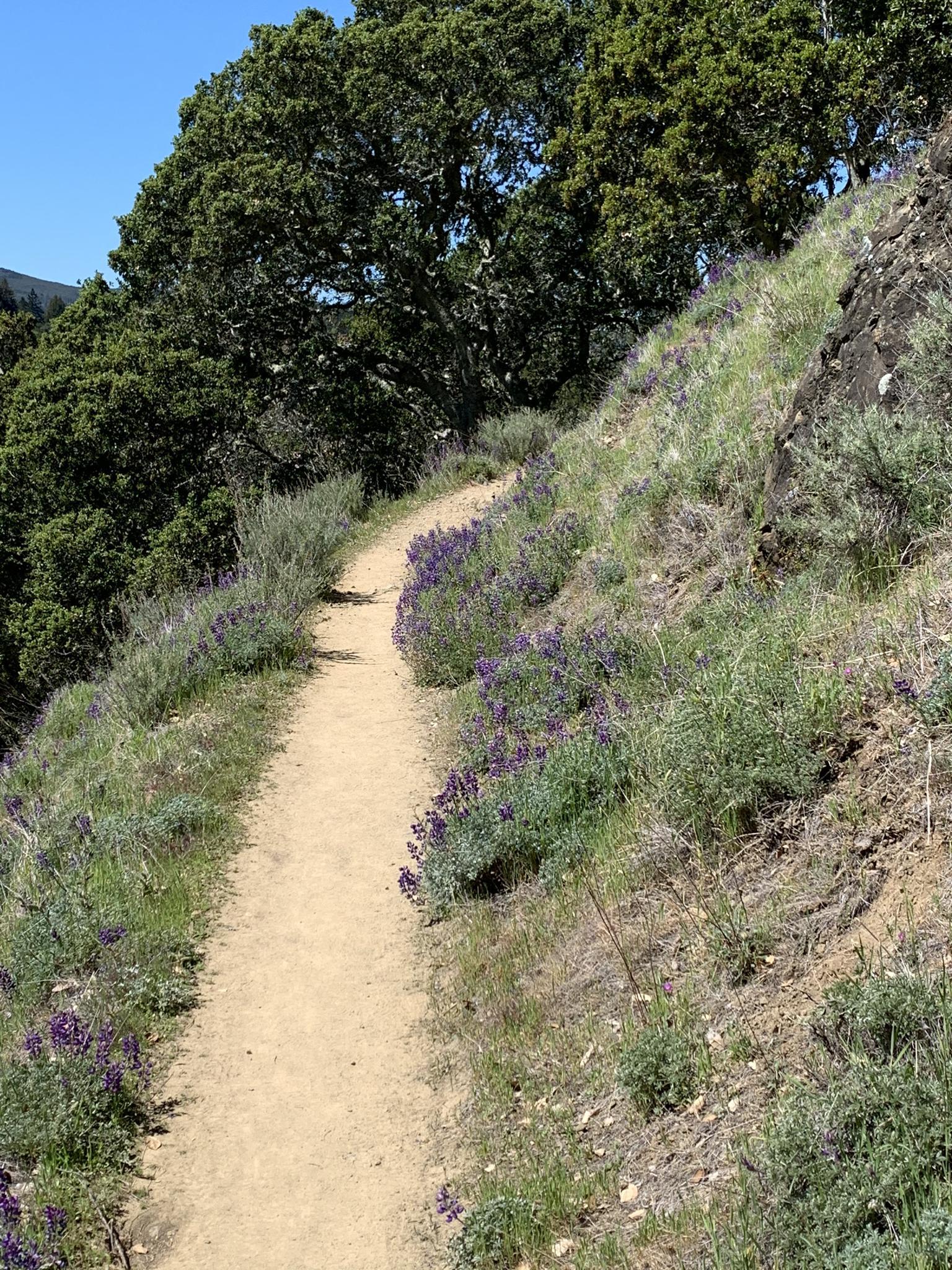 A winding dirt path on a sunny hillside, lined with purple wildflowers.