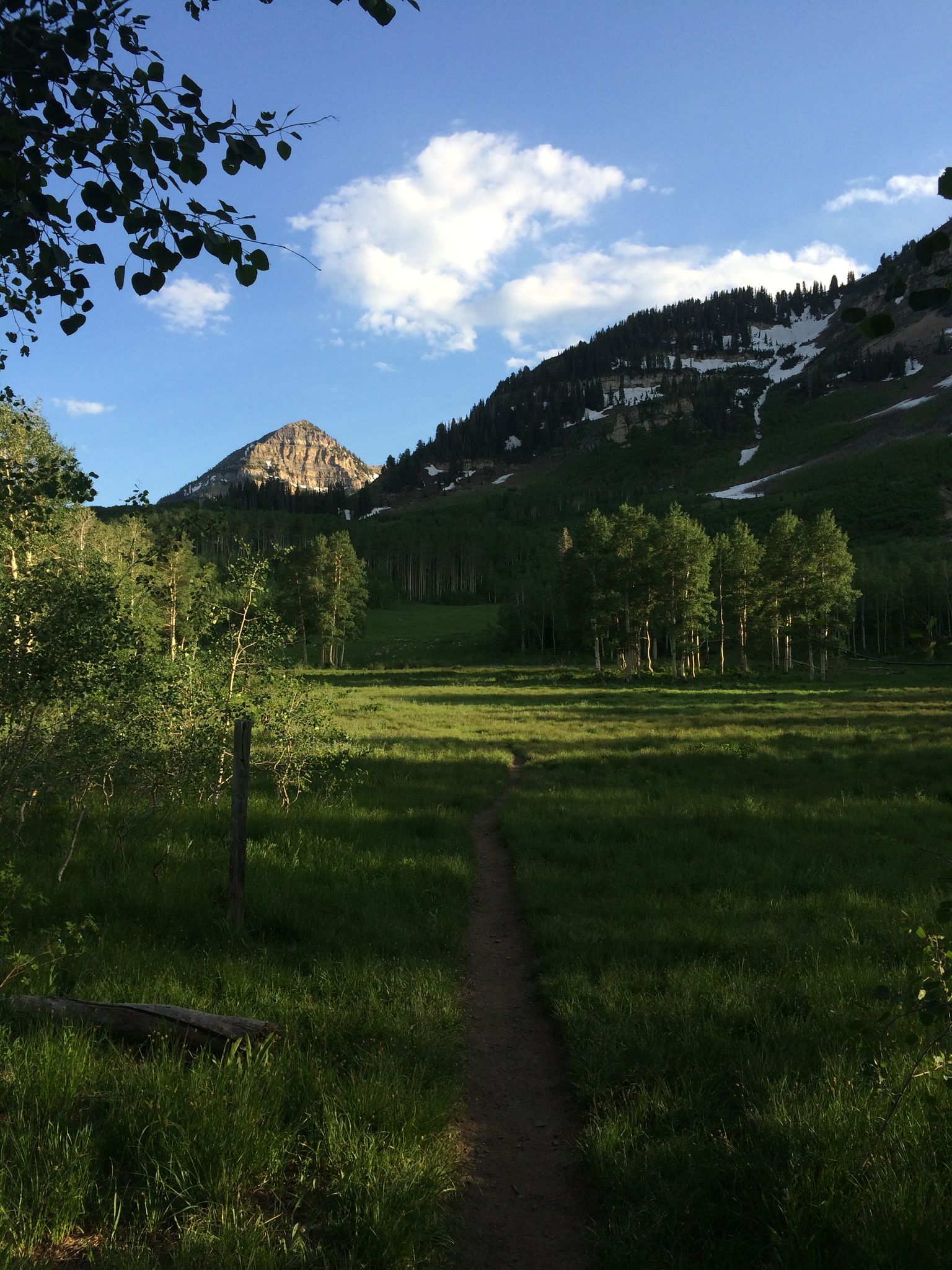 A dirt path through a sunlit meadow leads to mountains under a blue sky. - Horse Flat Trail – Alpine Summit loop from Alpine Summit
