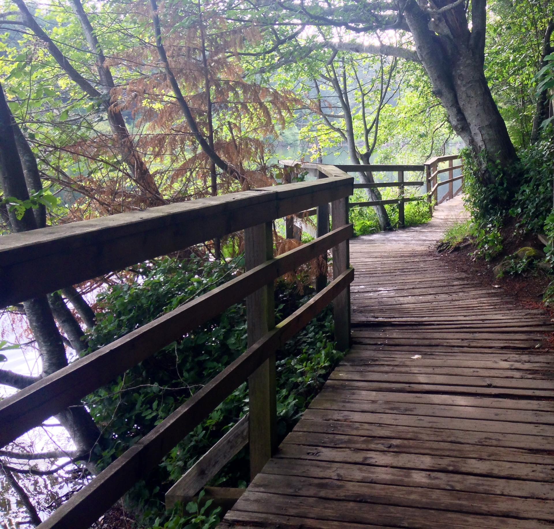 Wooden boardwalk path with railings through a dense green forest, next to water.