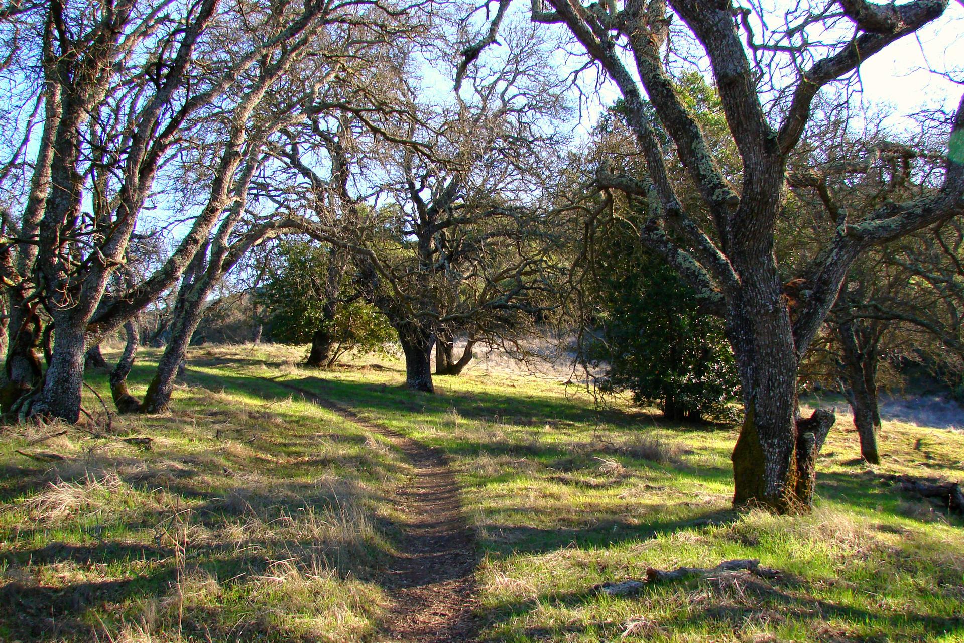 A winding dirt path through a sun-dappled forest with bare trees.